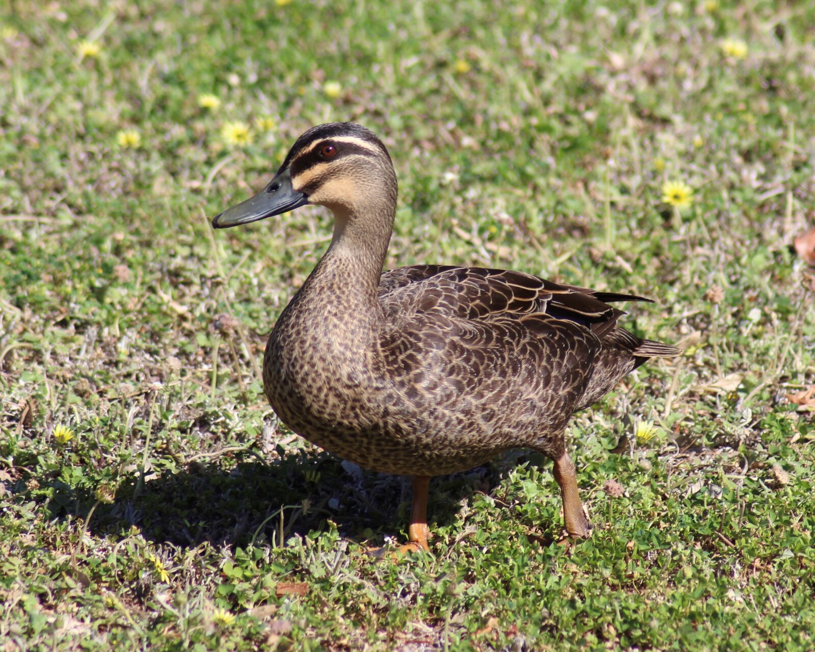 Canon EOS 700D (EOS Rebel T5i / EOS Kiss X7i) sample photo. Pacific black duck, duck photography