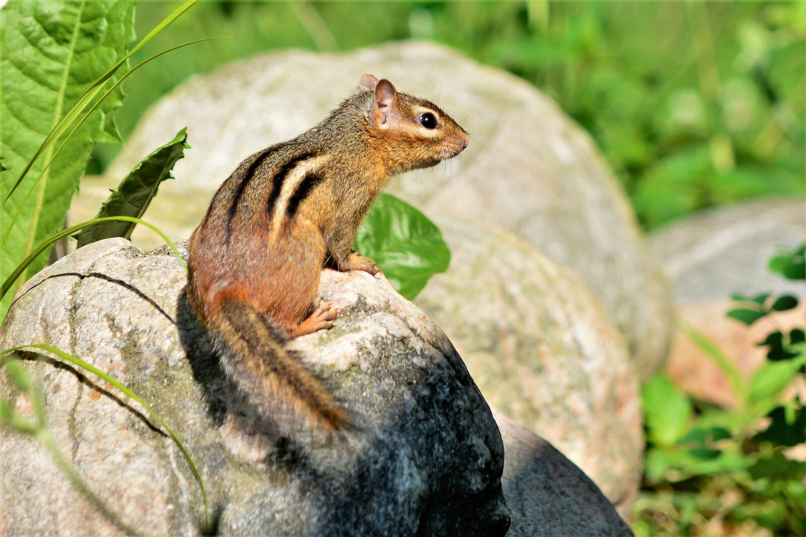 Nikon D7100 sample photo. Chipmunk, young, cute photography