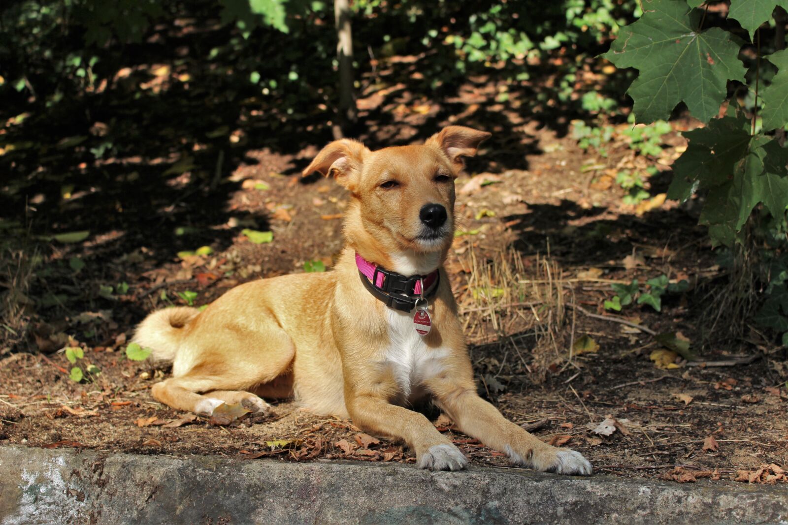 Canon EOS 700D (EOS Rebel T5i / EOS Kiss X7i) sample photo. Dog, autumn, hybrid photography