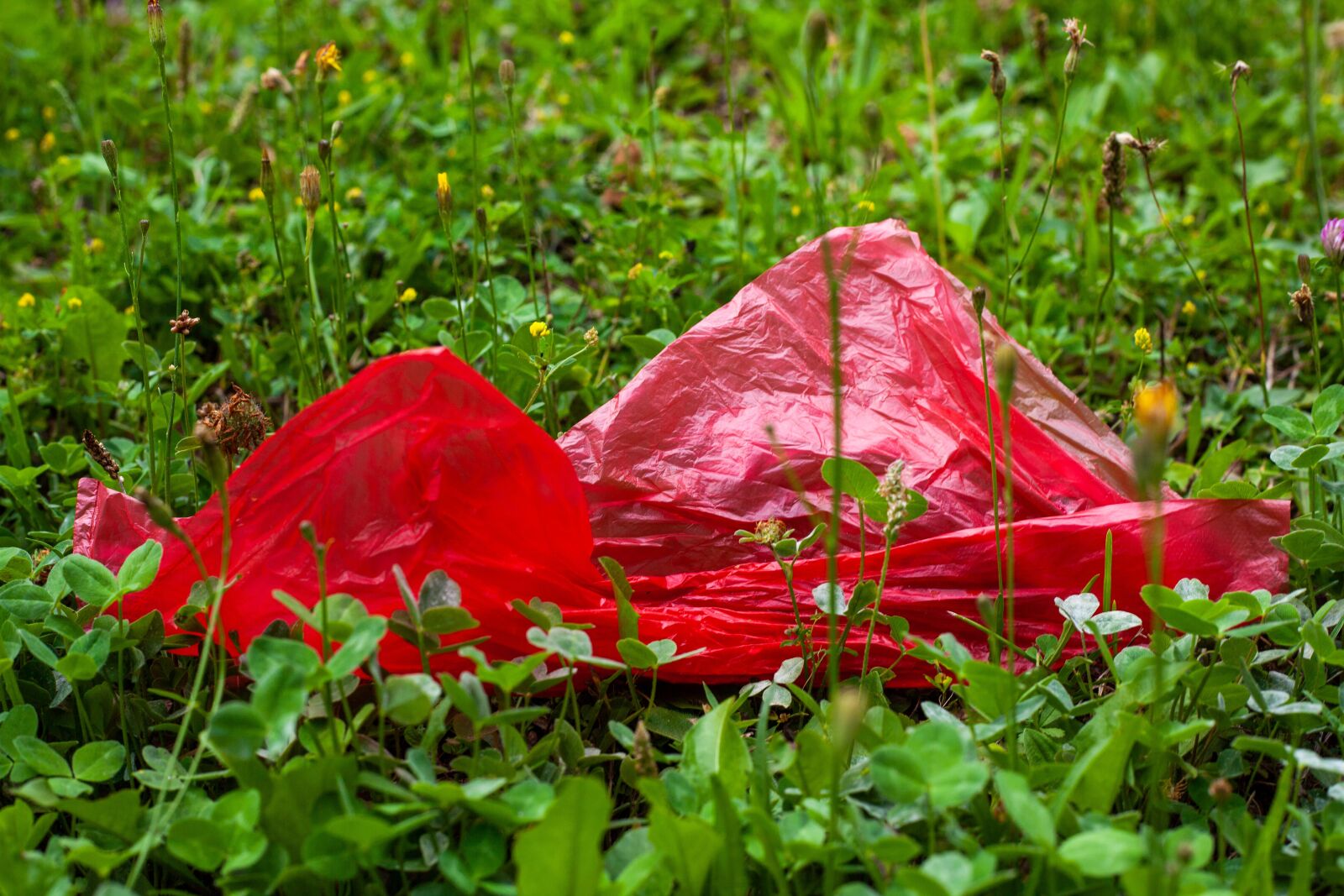 Canon EF 50mm F1.8 II sample photo. Plastic bag, plastic, bag photography
