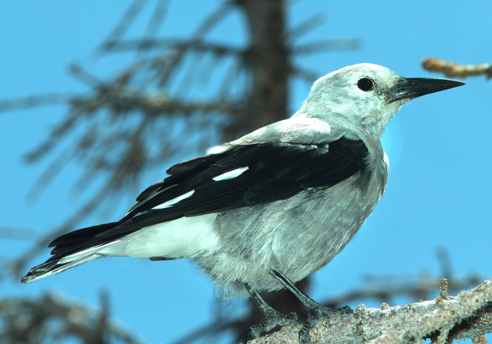 Canon EF 300mm F4L IS USM sample photo