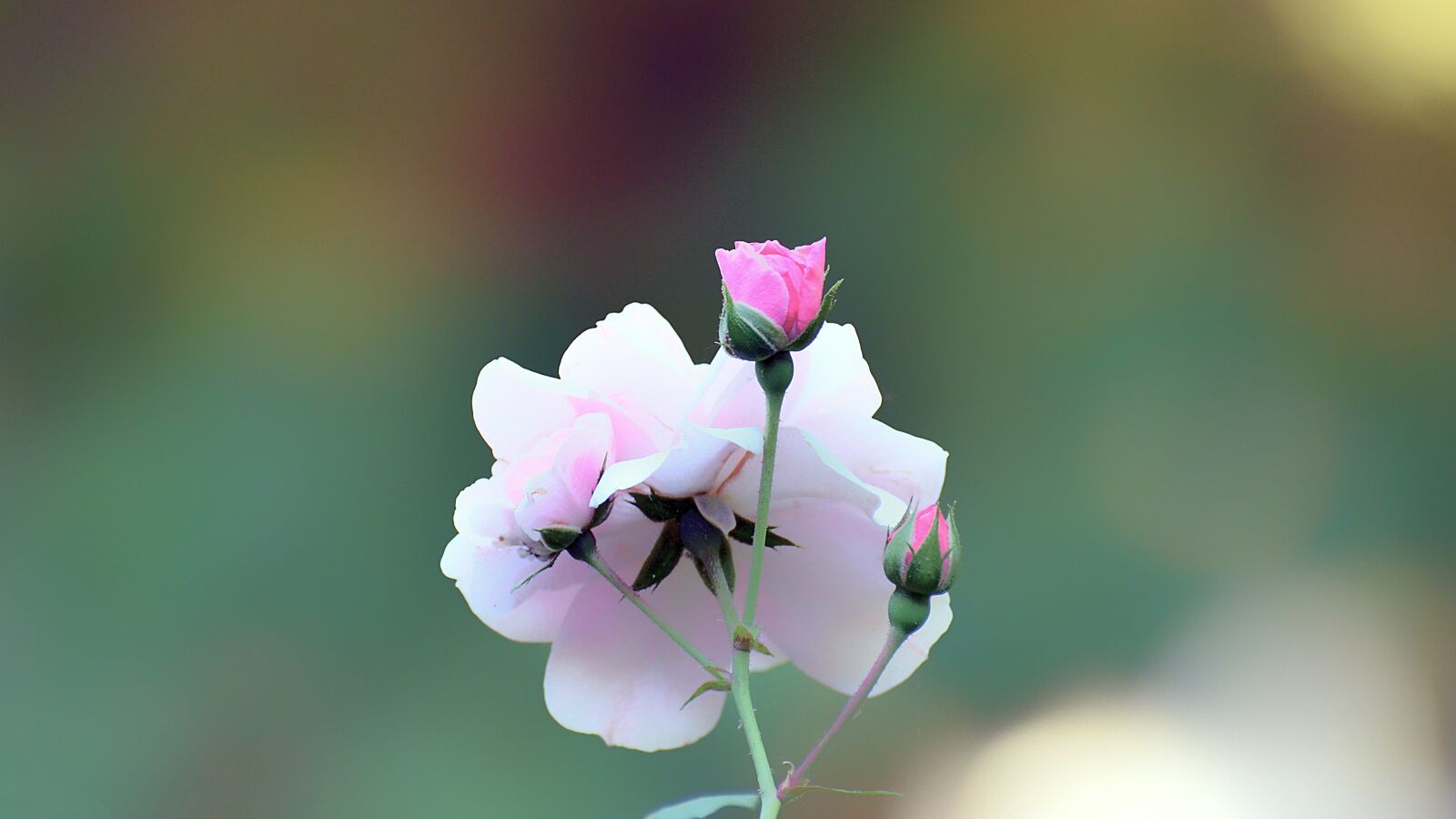 Nikon D7000 sample photo. Flower, flora, nature photography