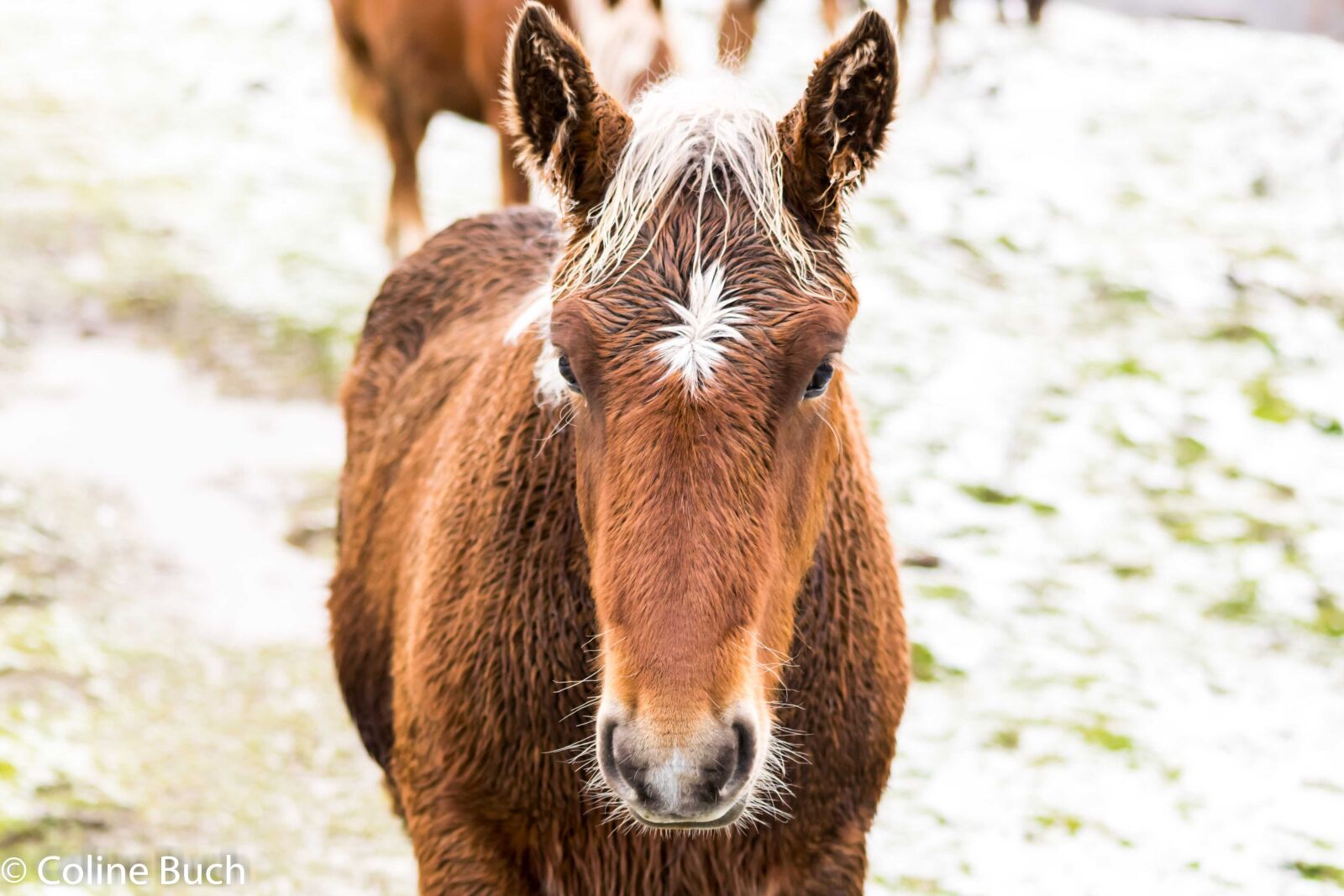 Nikon D3300 sample photo. Montagne, neige, cheval, pays photography