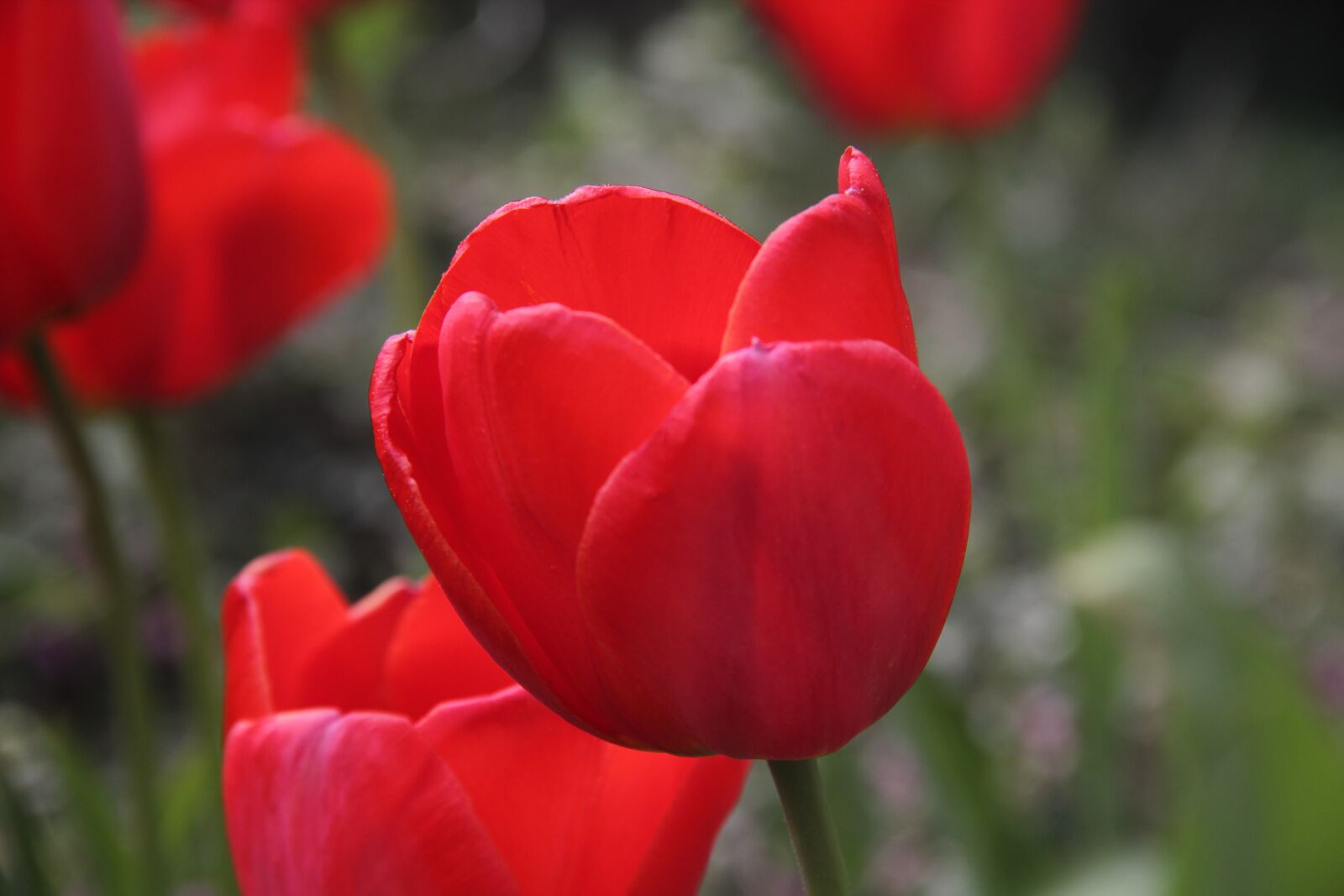 Canon EOS 550D (EOS Rebel T2i / EOS Kiss X4) sample photo. Tulip, red, spring photography
