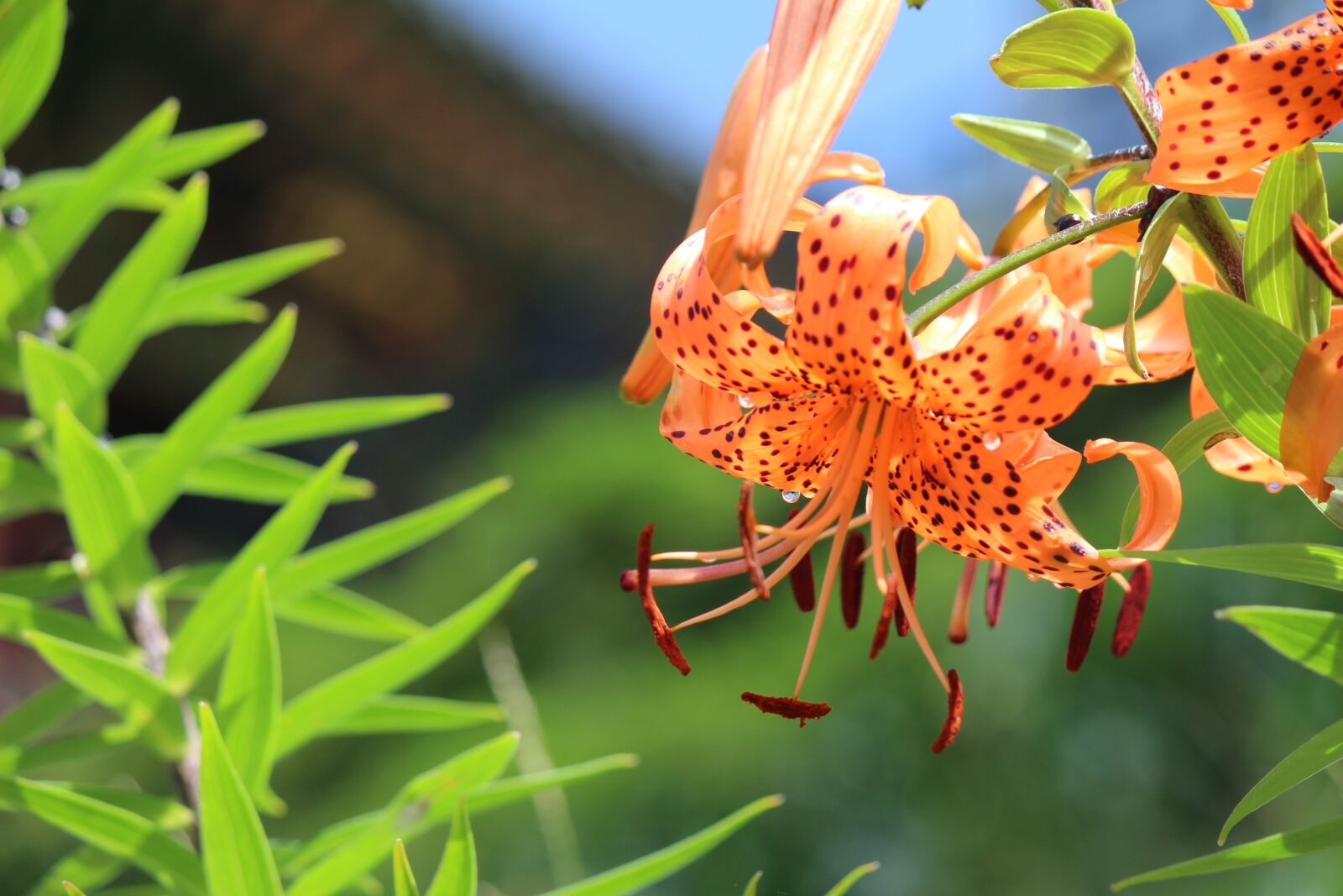 Canon EOS 100D (EOS Rebel SL1 / EOS Kiss X7) sample photo. Lily, tiger lily, orange photography