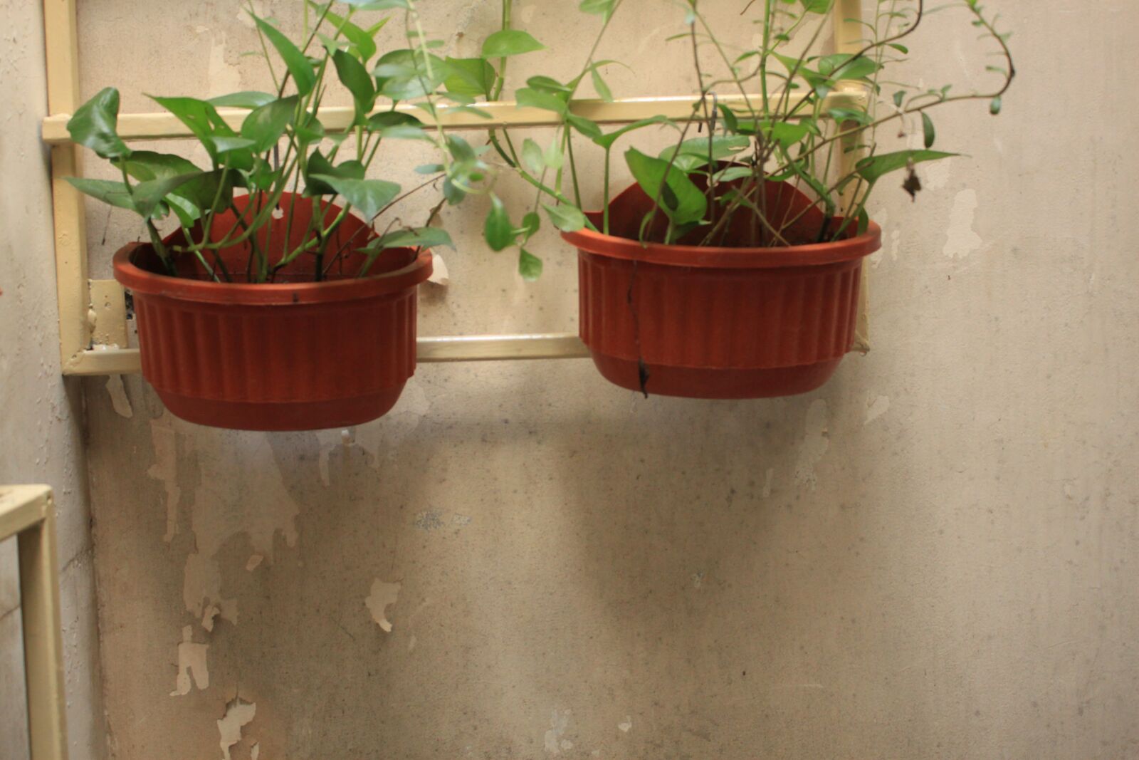 Canon EOS 500D (EOS Rebel T1i / EOS Kiss X3) sample photo. Home, garden, foliage photography