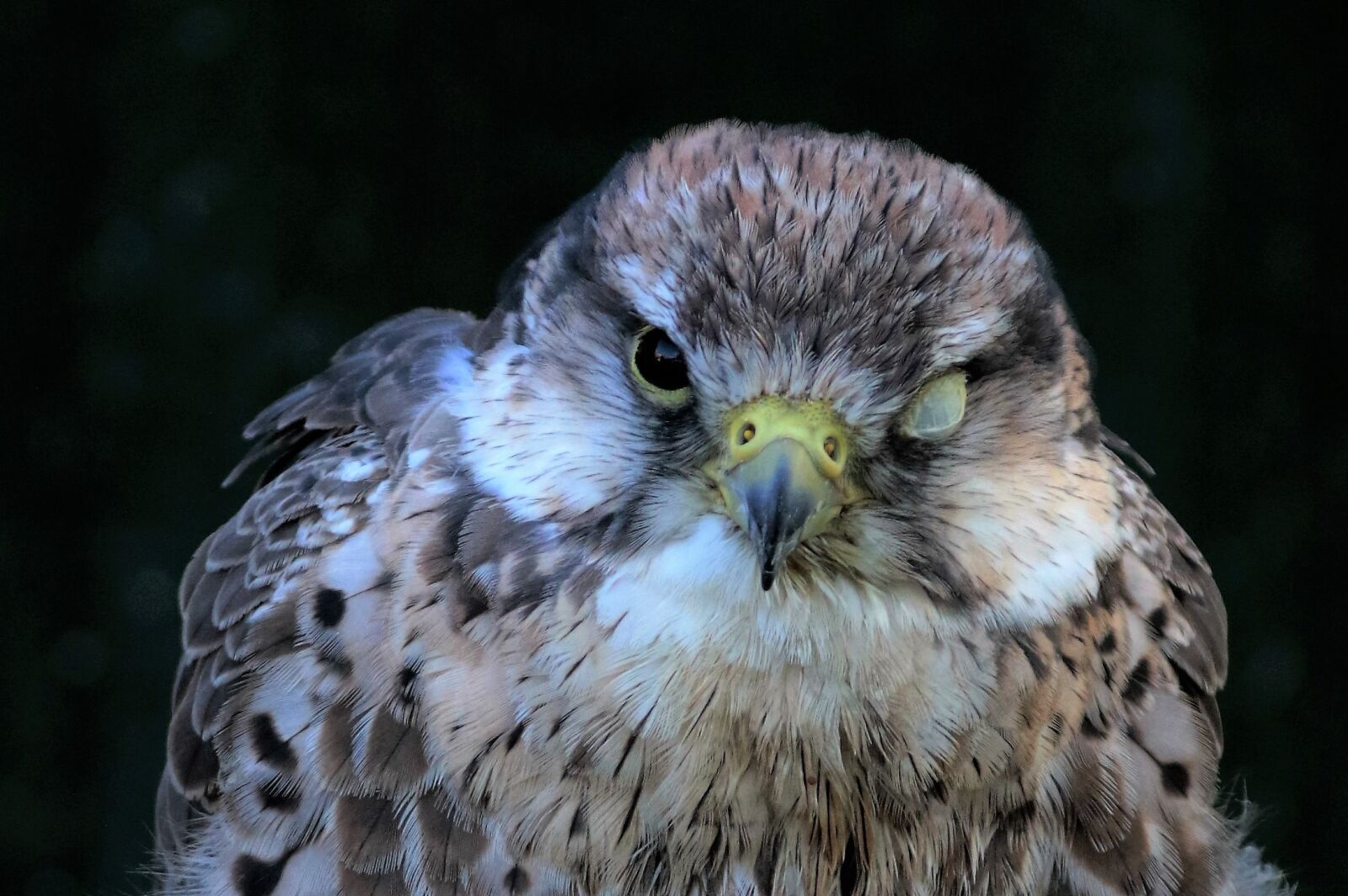 Canon EF 70-300mm F4-5.6L IS USM sample photo. Lanner, falcon, eye membrane photography