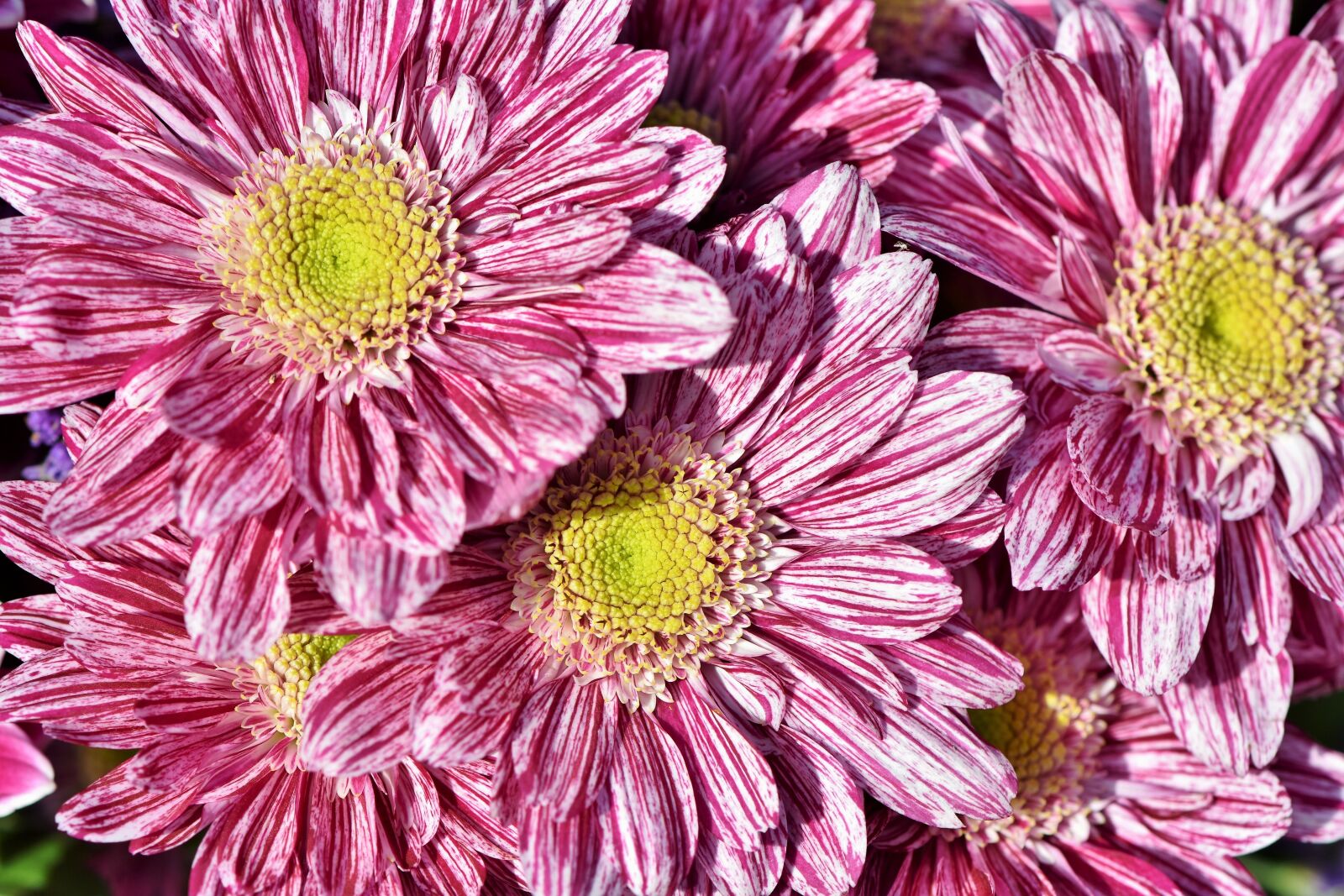 Nikon D7200 sample photo. Aster, composites, blossom photography