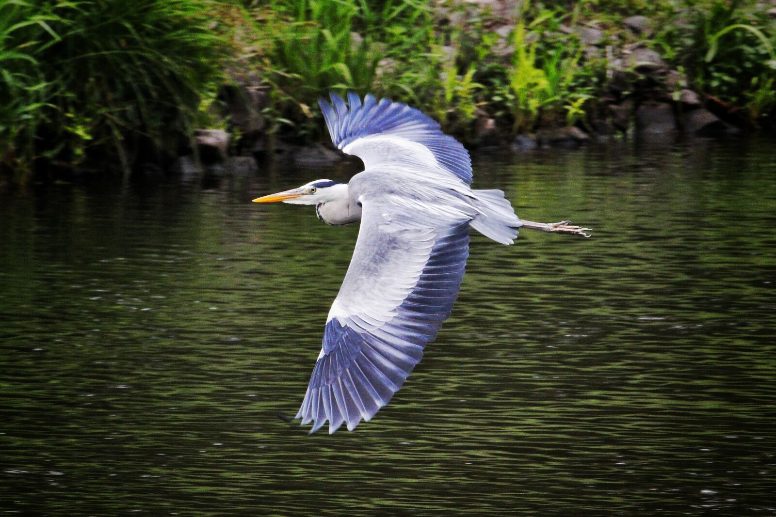 Canon EF-S 55-250mm F4-5.6 IS STM sample photo. Bird, nature, animal photography