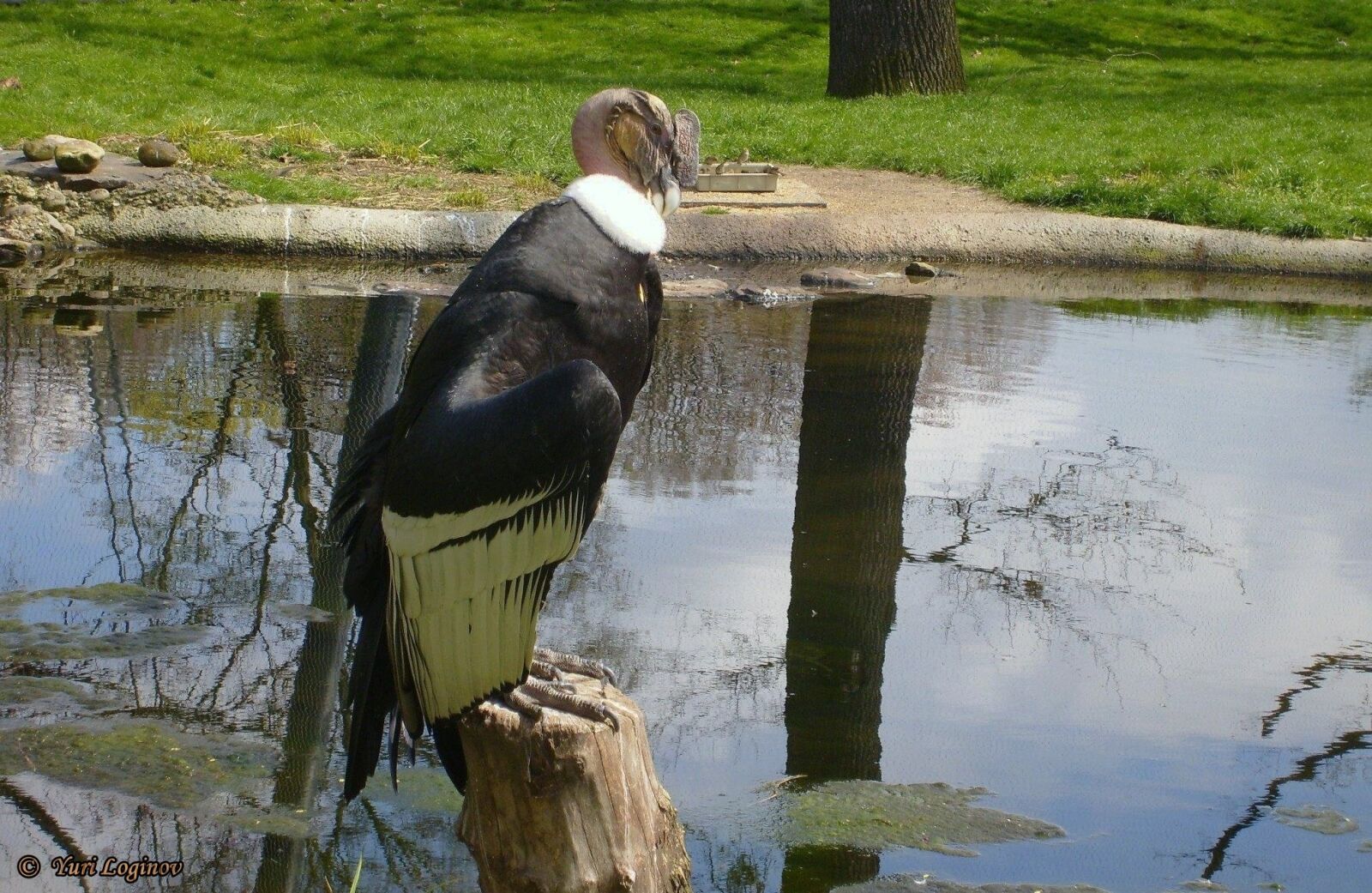 Samsung Digimax S700 / Kenox S700 / Digimax Cyber 730 sample photo. Berlin, deutschland, germany, tiergarten photography