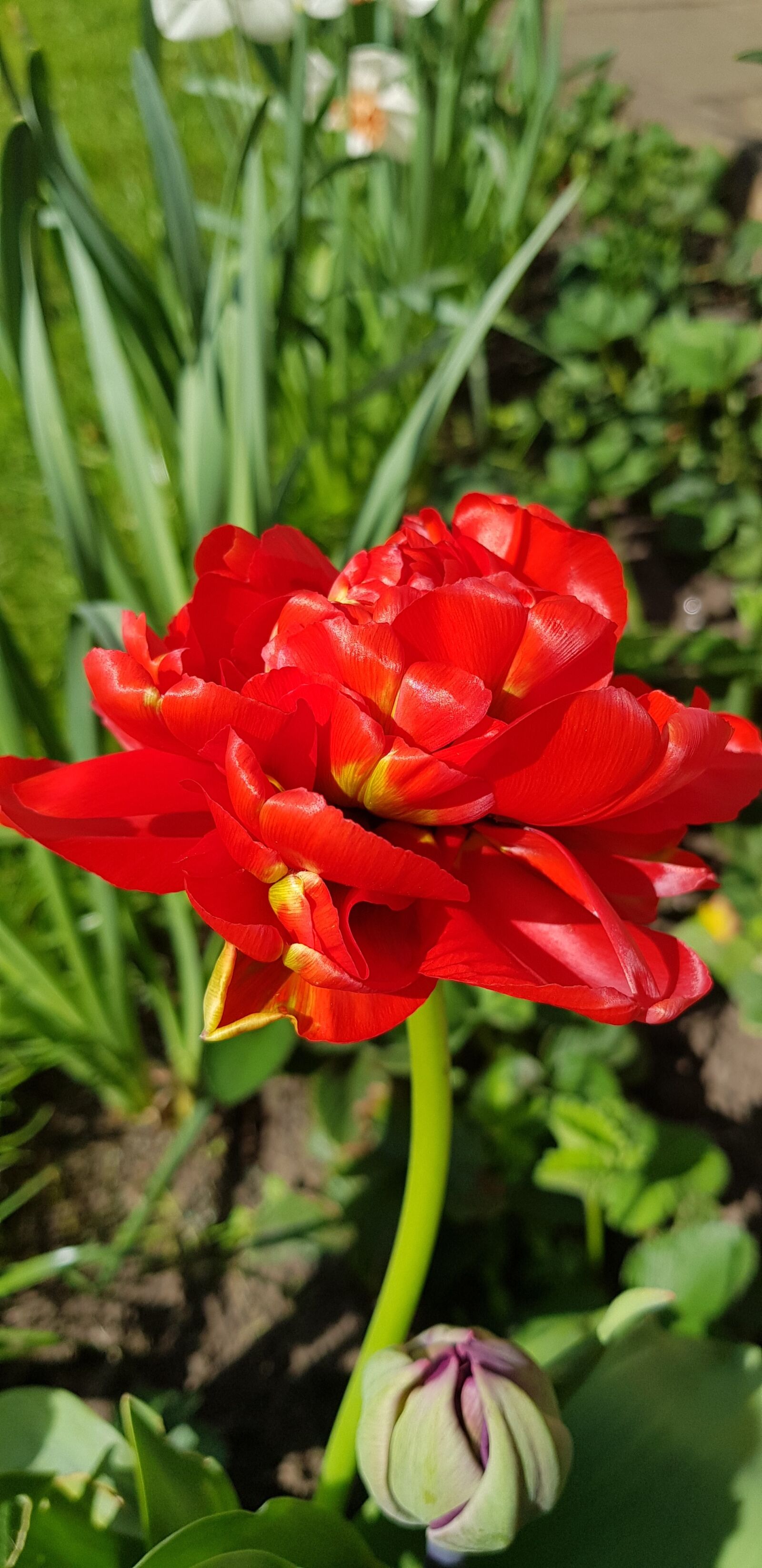 Samsung Galaxy S8+ sample photo. Nature, leaf, flower photography