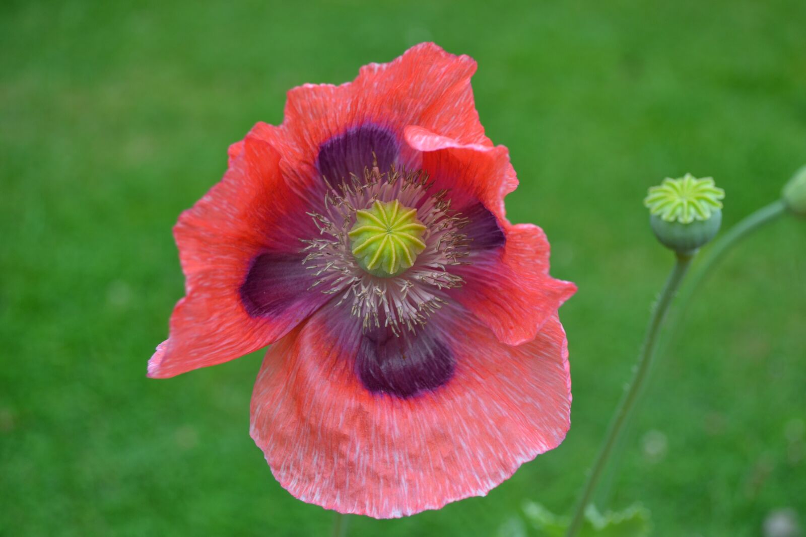 Nikon D3100 sample photo. Poppy, wild, red photography