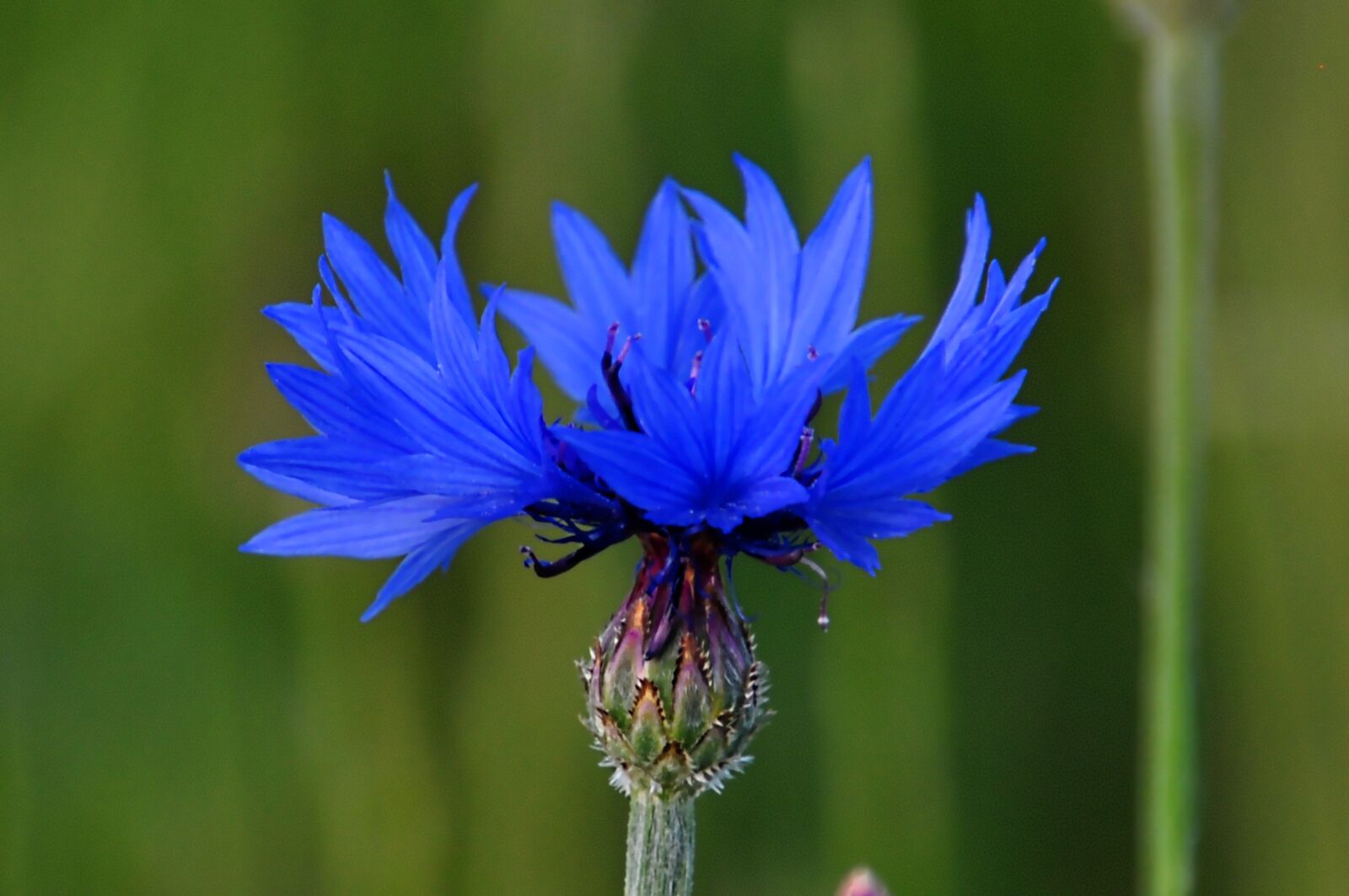 Nikon D5000 sample photo. Flower, macro, blue photography