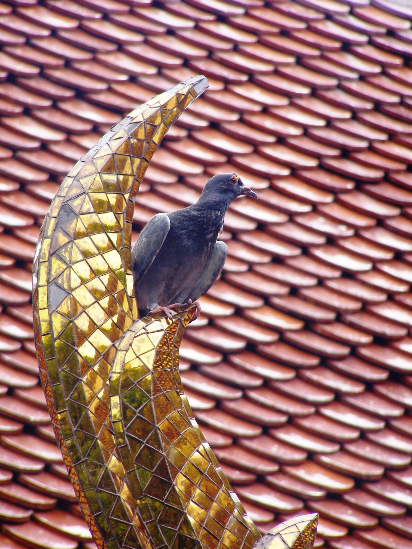 Olympus SP500UZ sample photo. Dove, bird, golden ornament photography