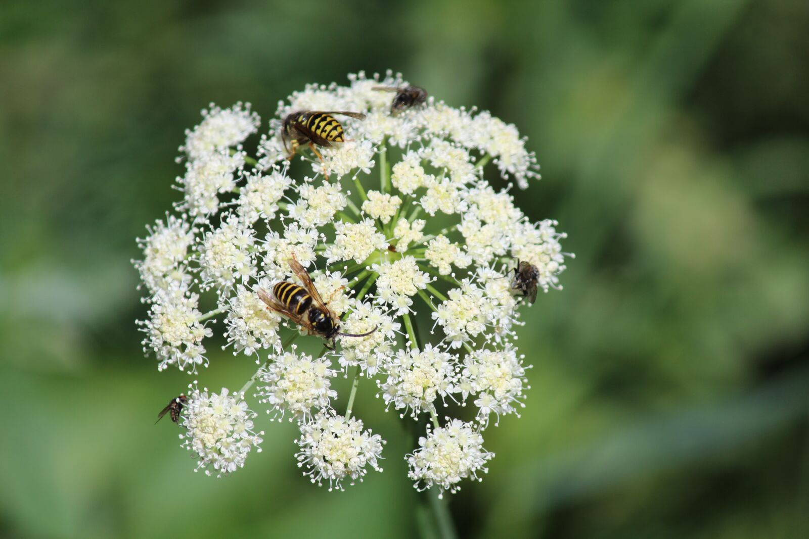 Canon EOS 600D (Rebel EOS T3i / EOS Kiss X5) sample photo. White flower, yellow jackets photography
