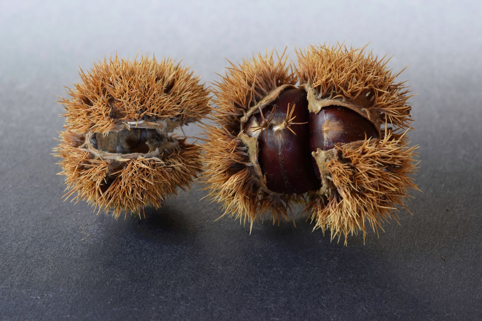 Nikon D5300 sample photo. Chestnuts, sweet chestnuts, chestnut photography