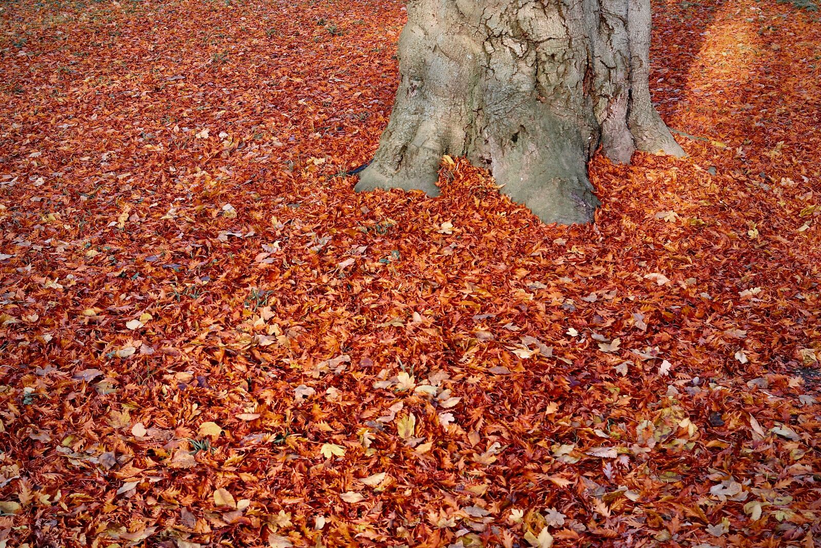 Canon EF-S 24mm F2.8 STM sample photo. Fall foliage, fall leaves photography