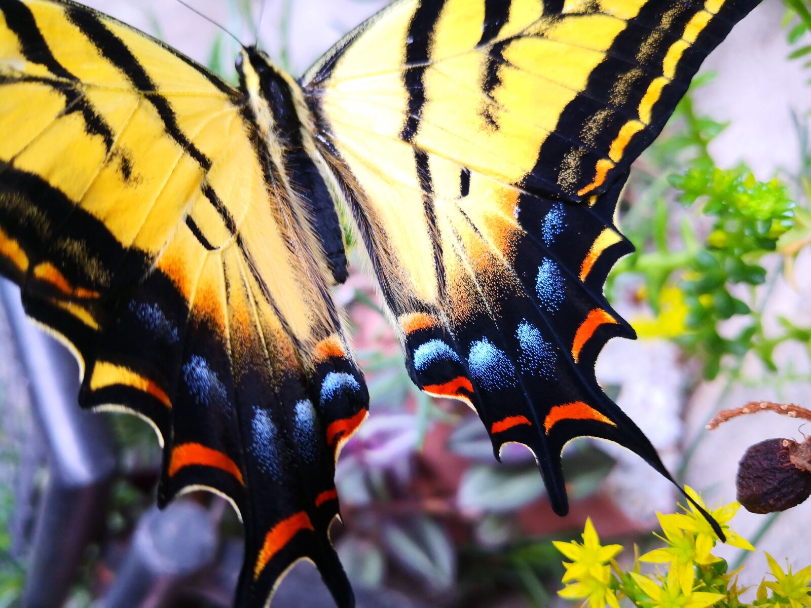 HUAWEI Mate 10 Pro sample photo. Insect, butterfly, monarch photography