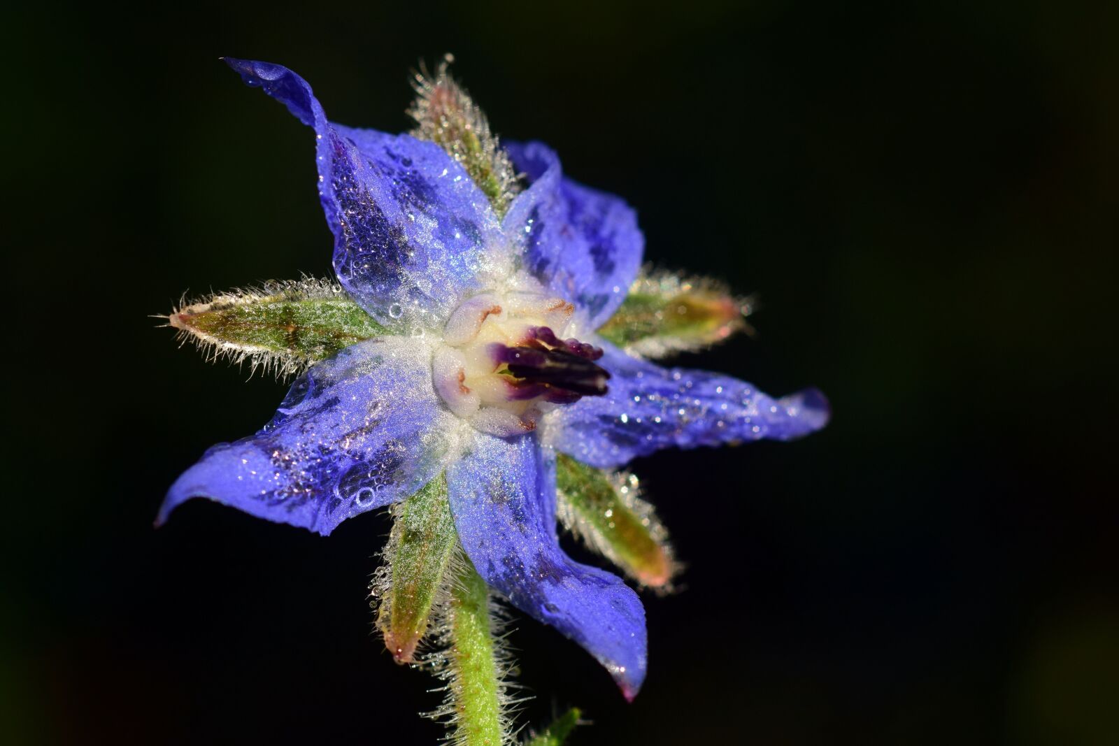 Nikon D3300 sample photo. Wine diamond, flower, blossom photography