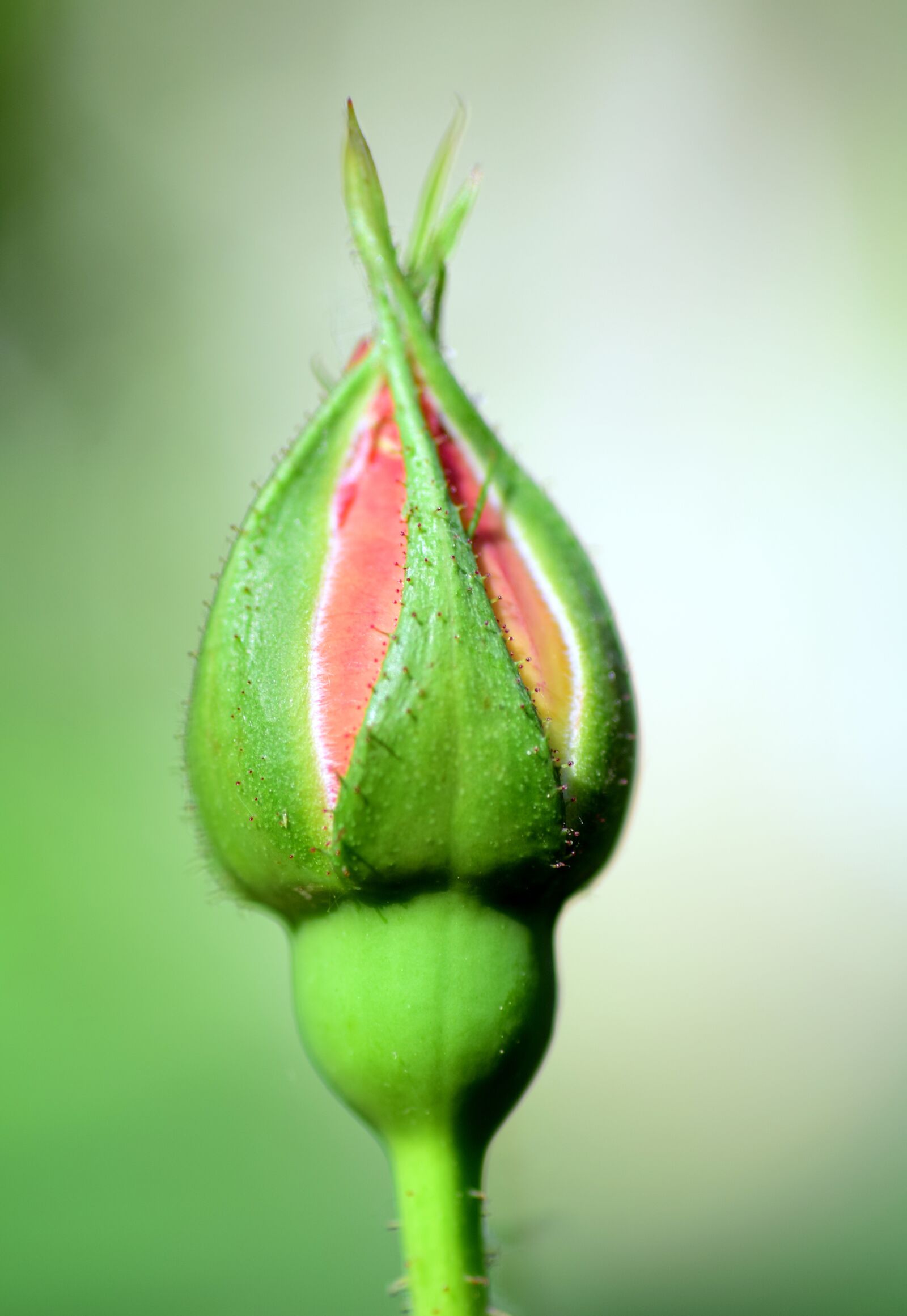 Nikon D3300 sample photo. Rosebud, closed, rose photography