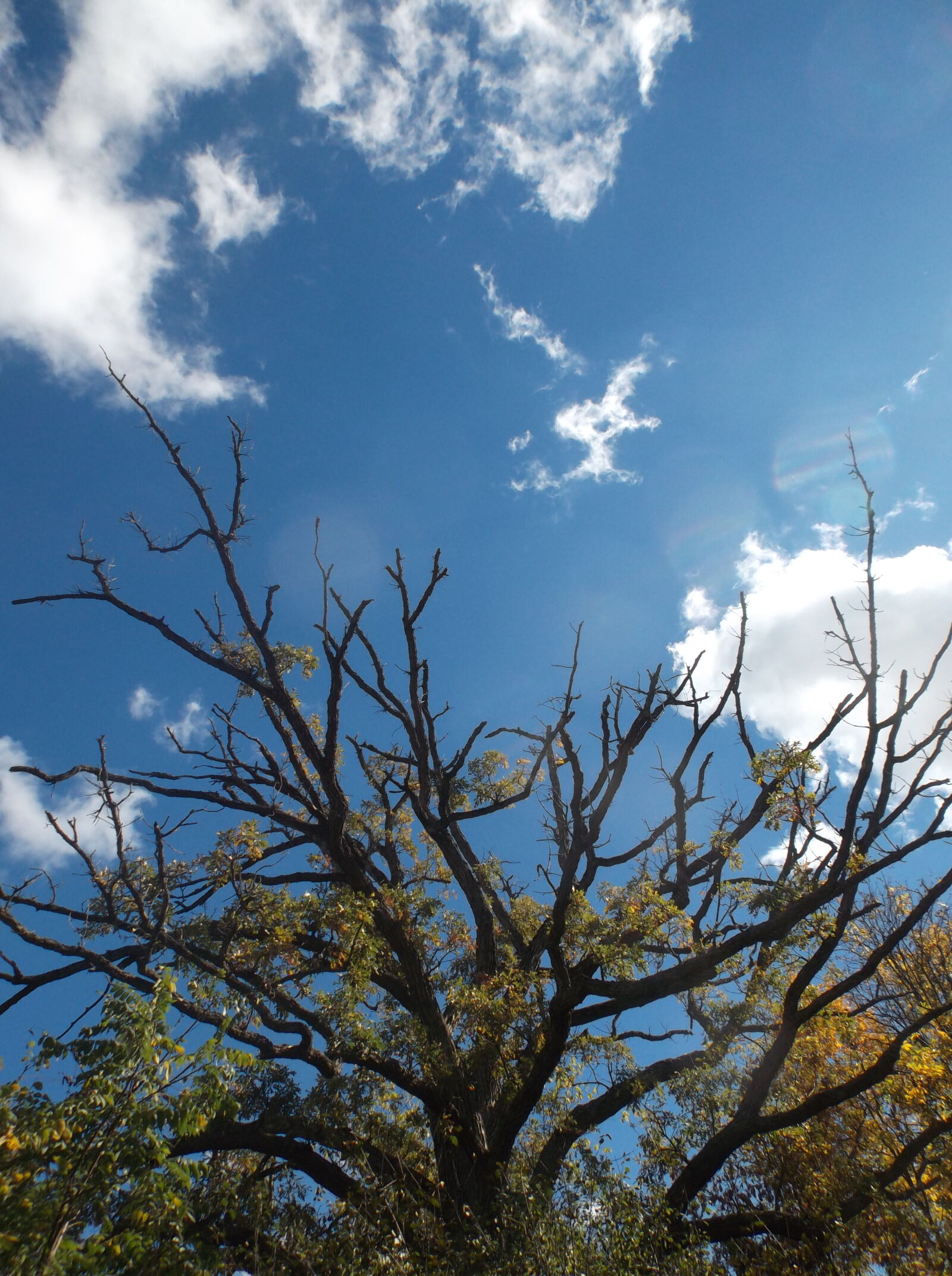 Fujifilm FinePix T550 sample photo. Tree photography