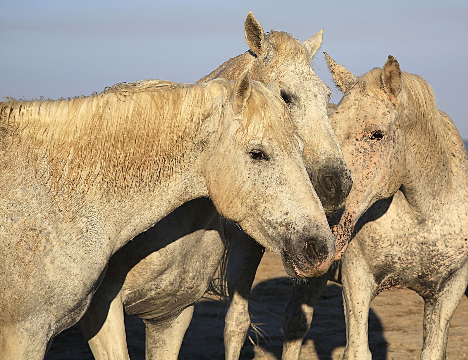 Canon EOS 5D Mark III sample photo. Horse, white, horses photography