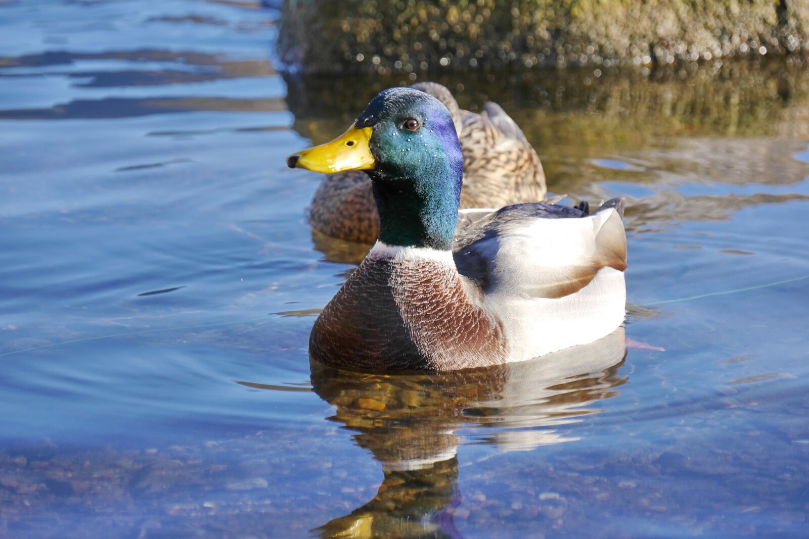 Panasonic Lumix DMC-G6 sample photo. Mallard, drake, duck photography