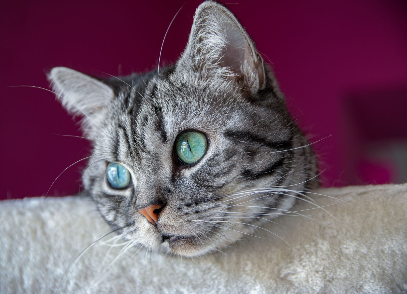 Nikon D5300 sample photo. British shorthair, cat, domestic photography