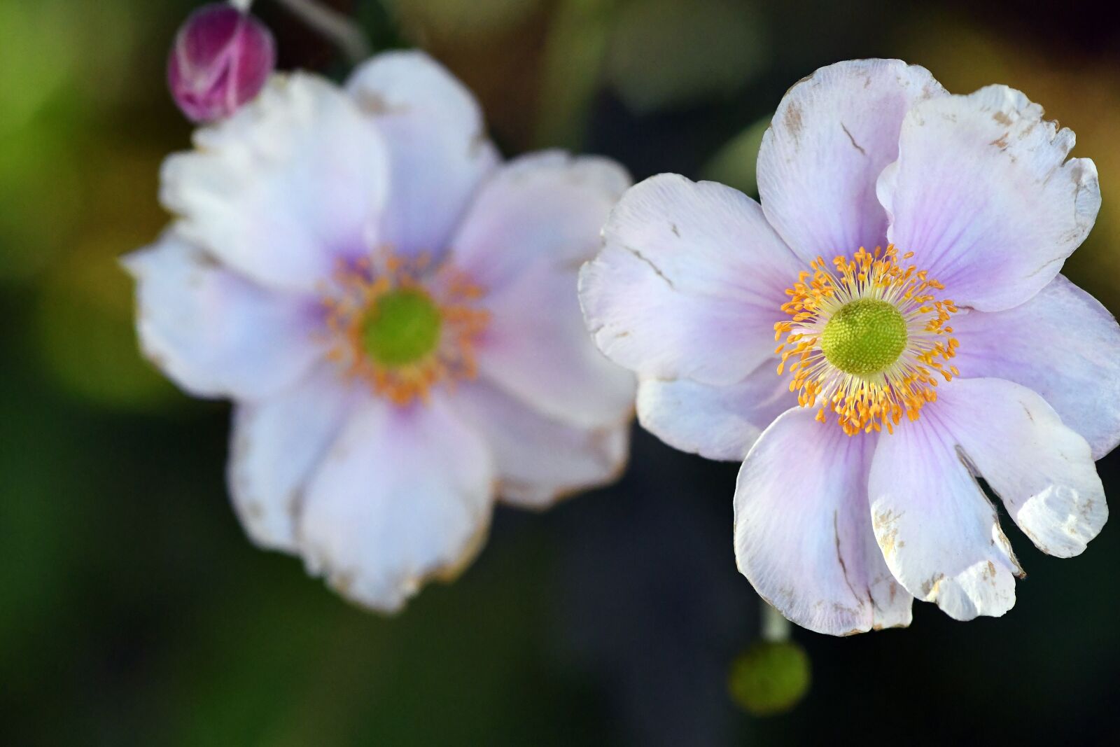 Nikon D500 sample photo. Flowers, flower, nature photography