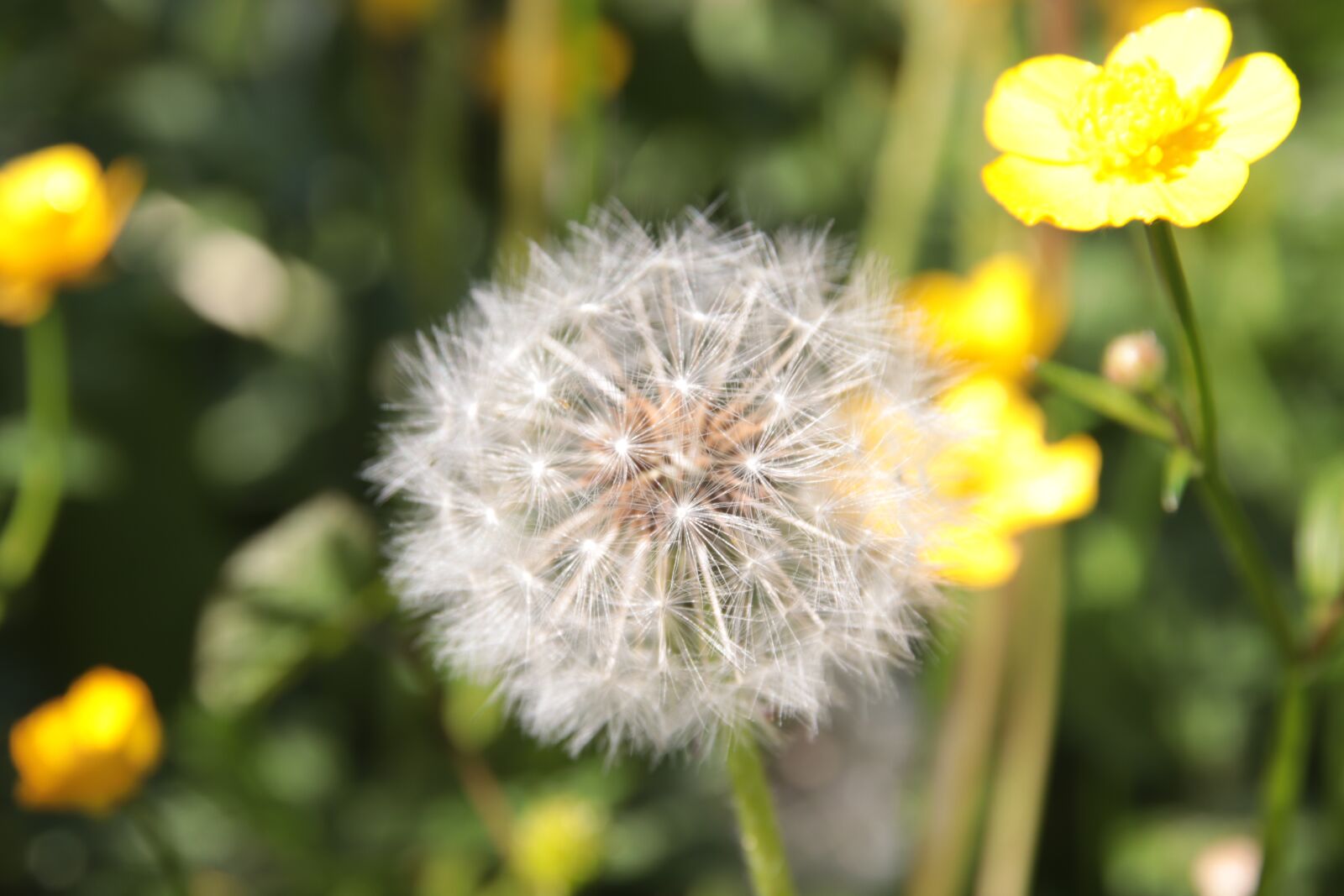 Canon EOS 200D (EOS Rebel SL2 / EOS Kiss X9) sample photo. Dandelion, buttercup, spring photography