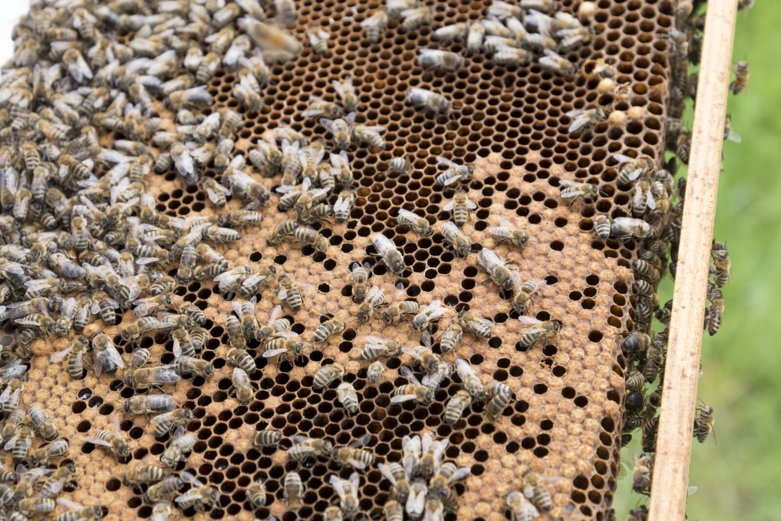 Nikon D800 sample photo. Beekeeper, bees, beehive photography