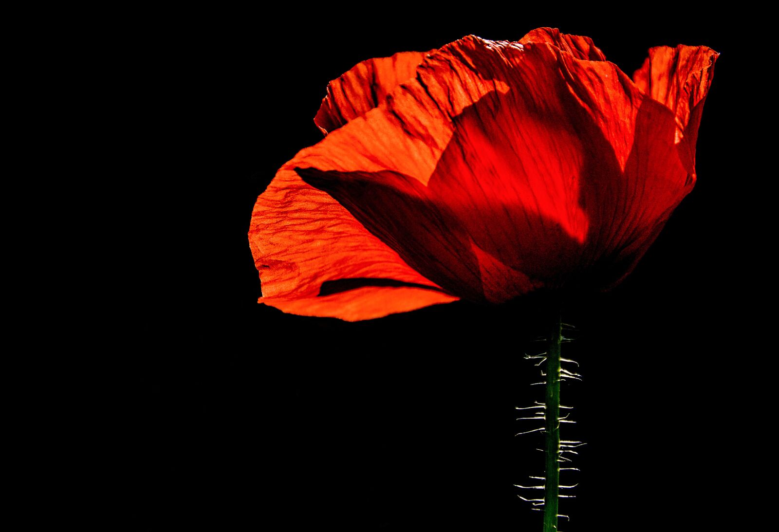 Nikon D3200 sample photo. Poppy, red, plant photography