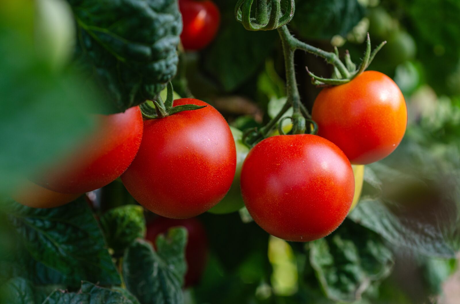 Nikon D7000 sample photo. Tomatoes, vegetables, fresh photography