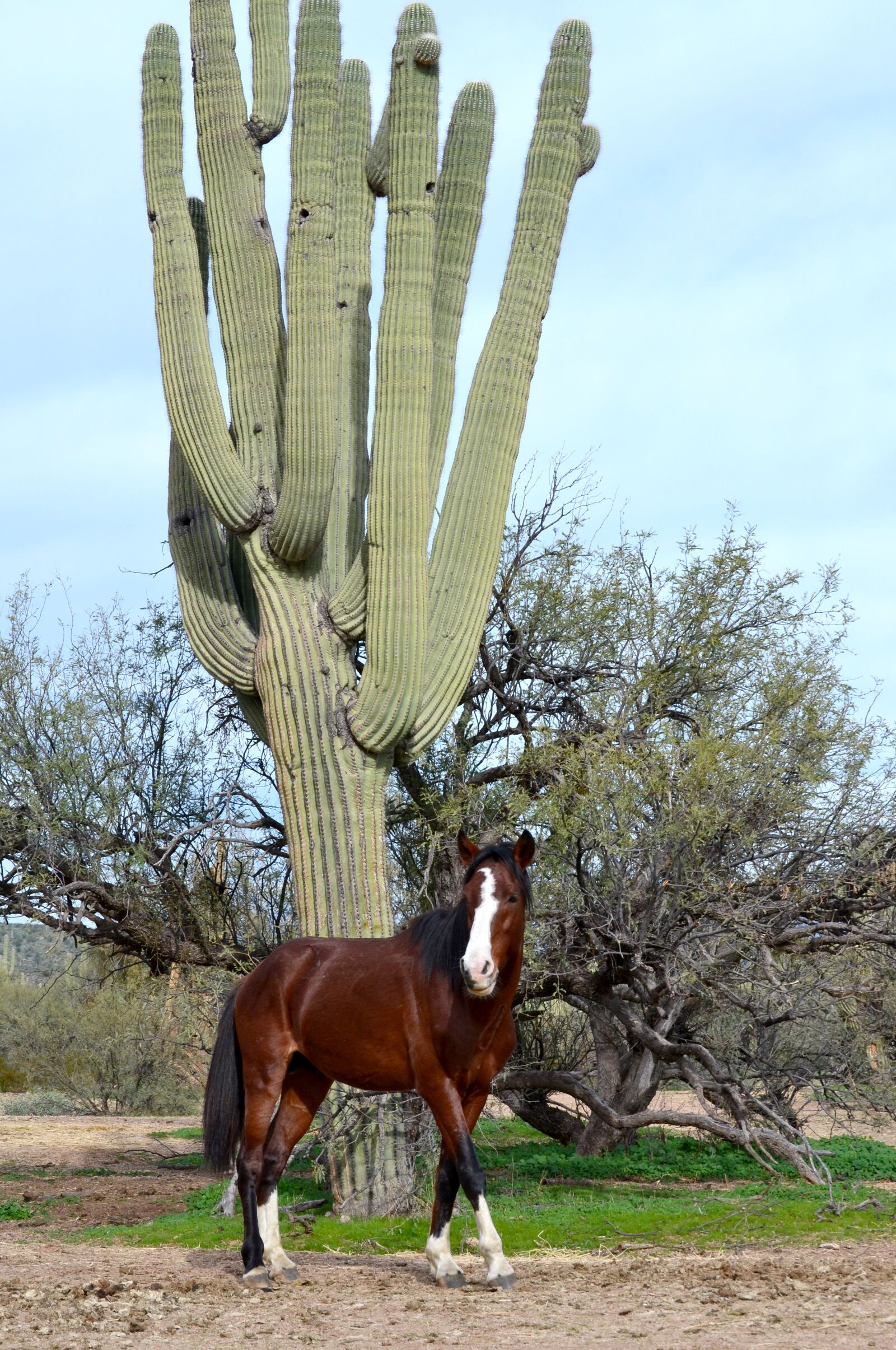 Nikon D3100 sample photo. Wild horses, arizona wild photography