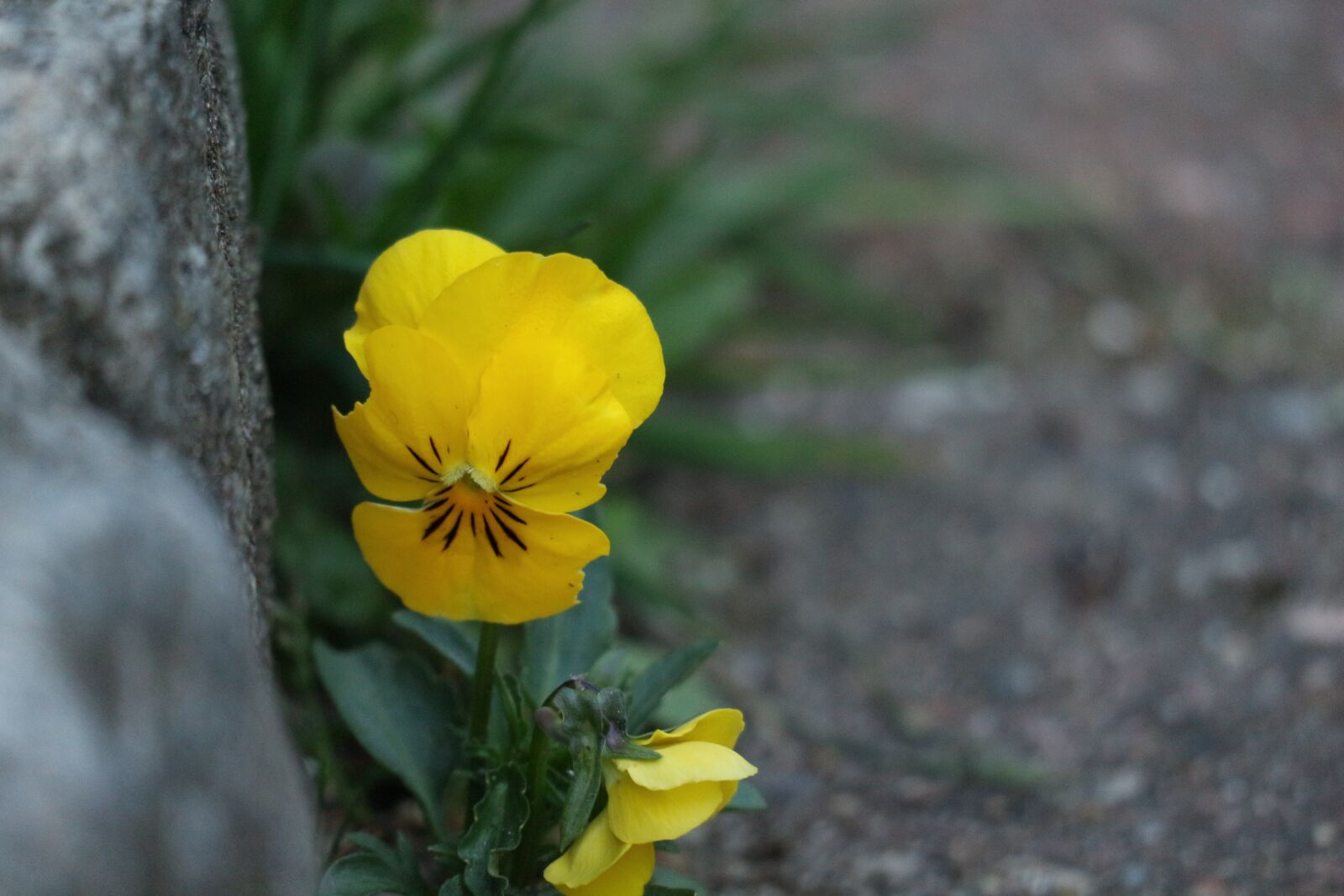 Canon EOS M10 sample photo. Flower, garden, nature photography