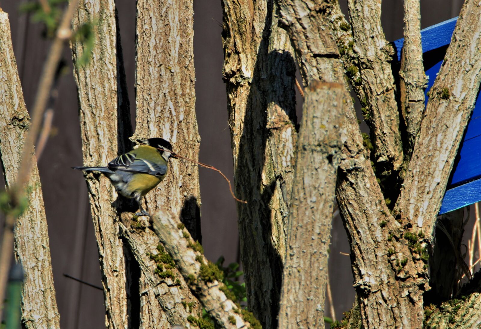 Canon EOS 7D sample photo. Tit, bird, songbird photography