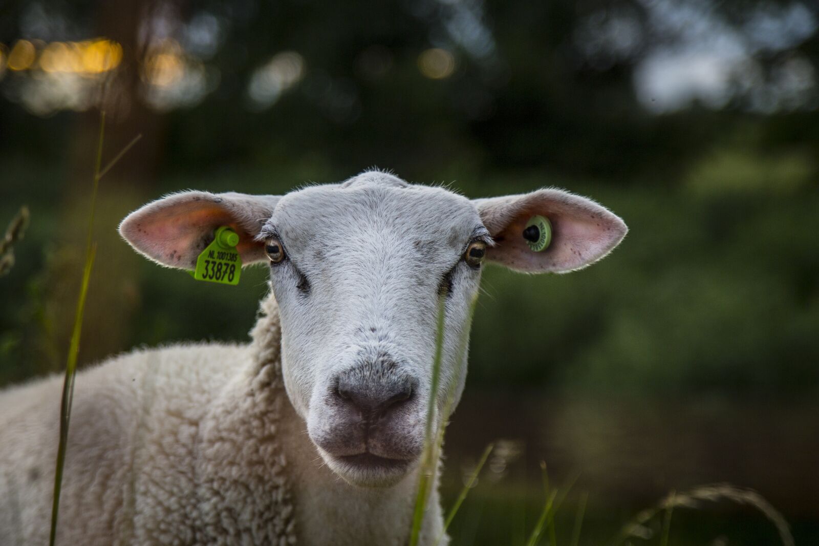 Canon EOS 6D + Canon EF 24-105mm F4L IS USM sample photo. Crustacea, sheep, animals photography