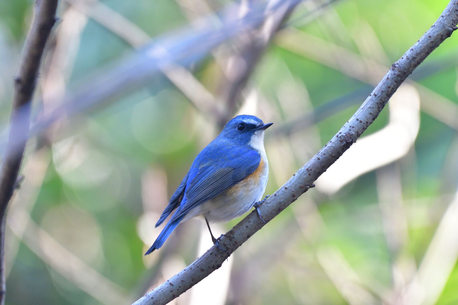 Nikon D500 sample photo. Bird, natural, wild animals photography