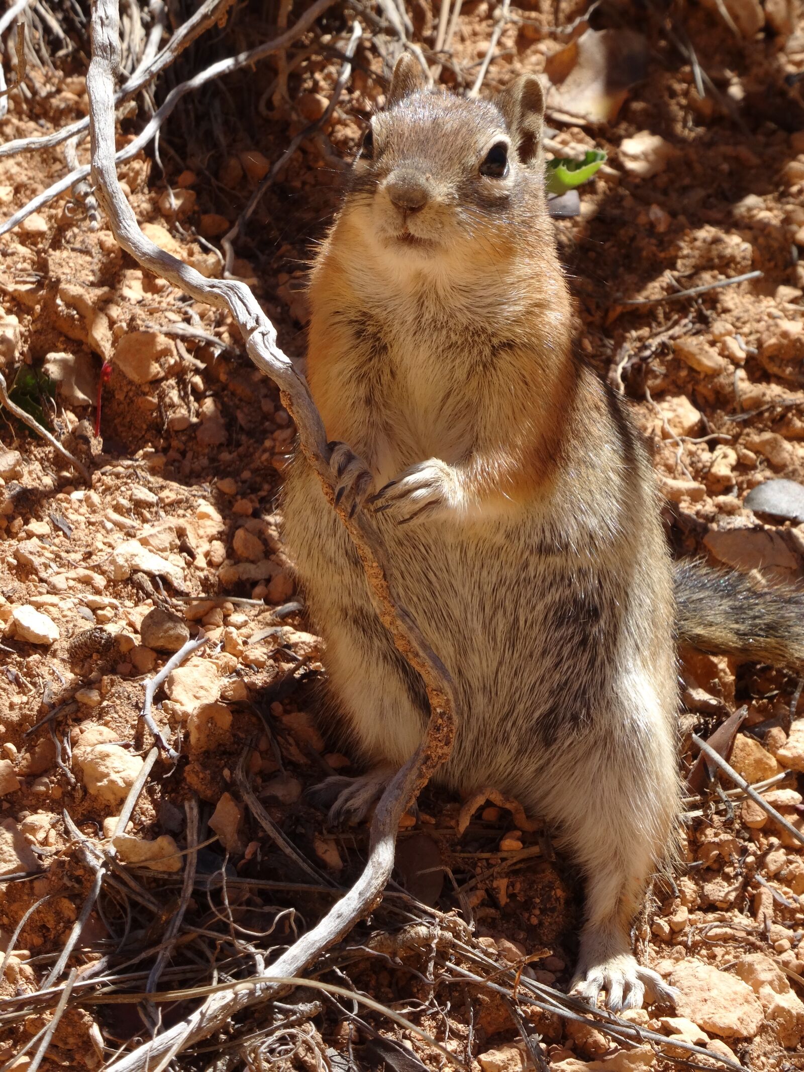 Sony Cyber-shot DSC-HX50V sample photo. Squirrel, surprised, animal photography