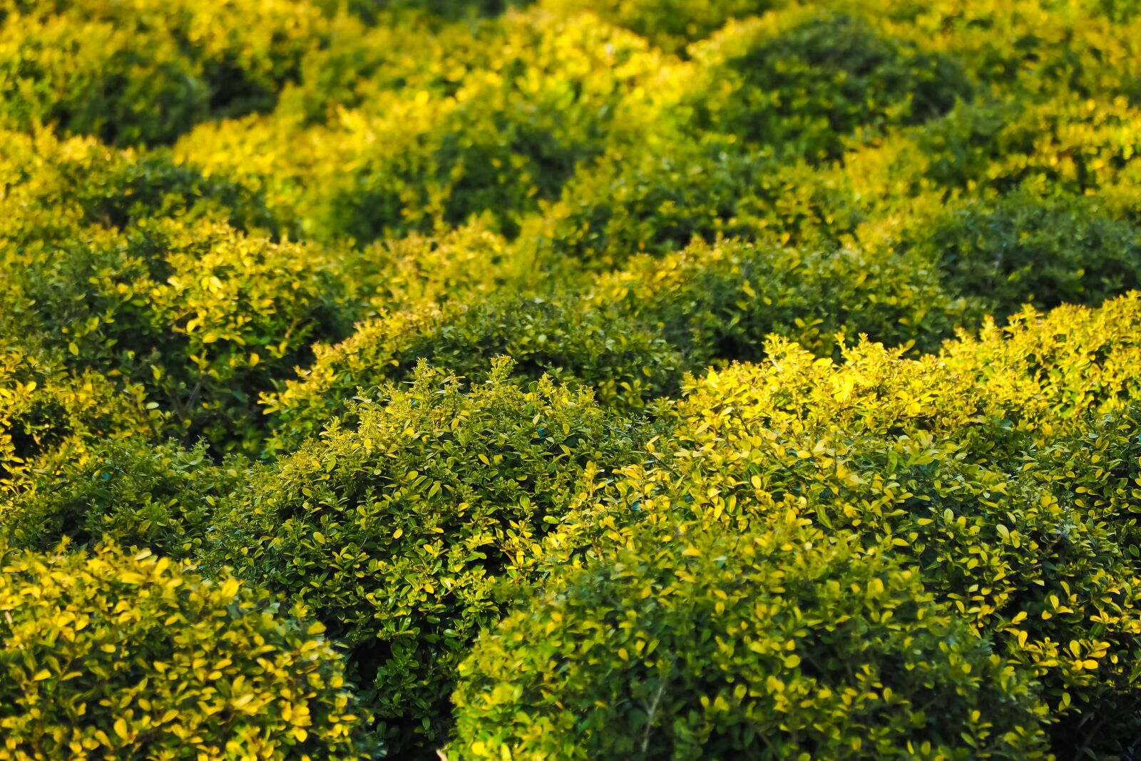 Olympus OM-D E-M10 sample photo. Boxwood, bush, green photography