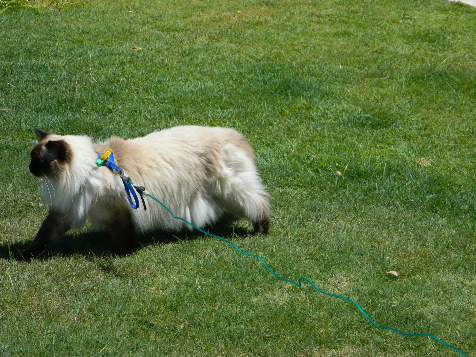 Nikon Coolpix L120 sample photo. Cat, ragdoll, running photography