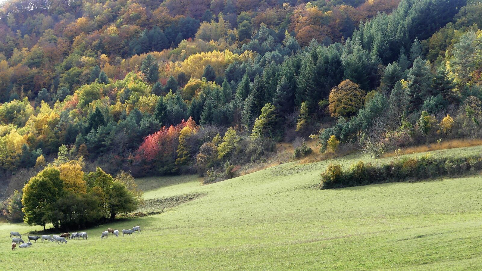 Panasonic Lumix DMC-FZ300 sample photo. Landscape, nature, trees photography