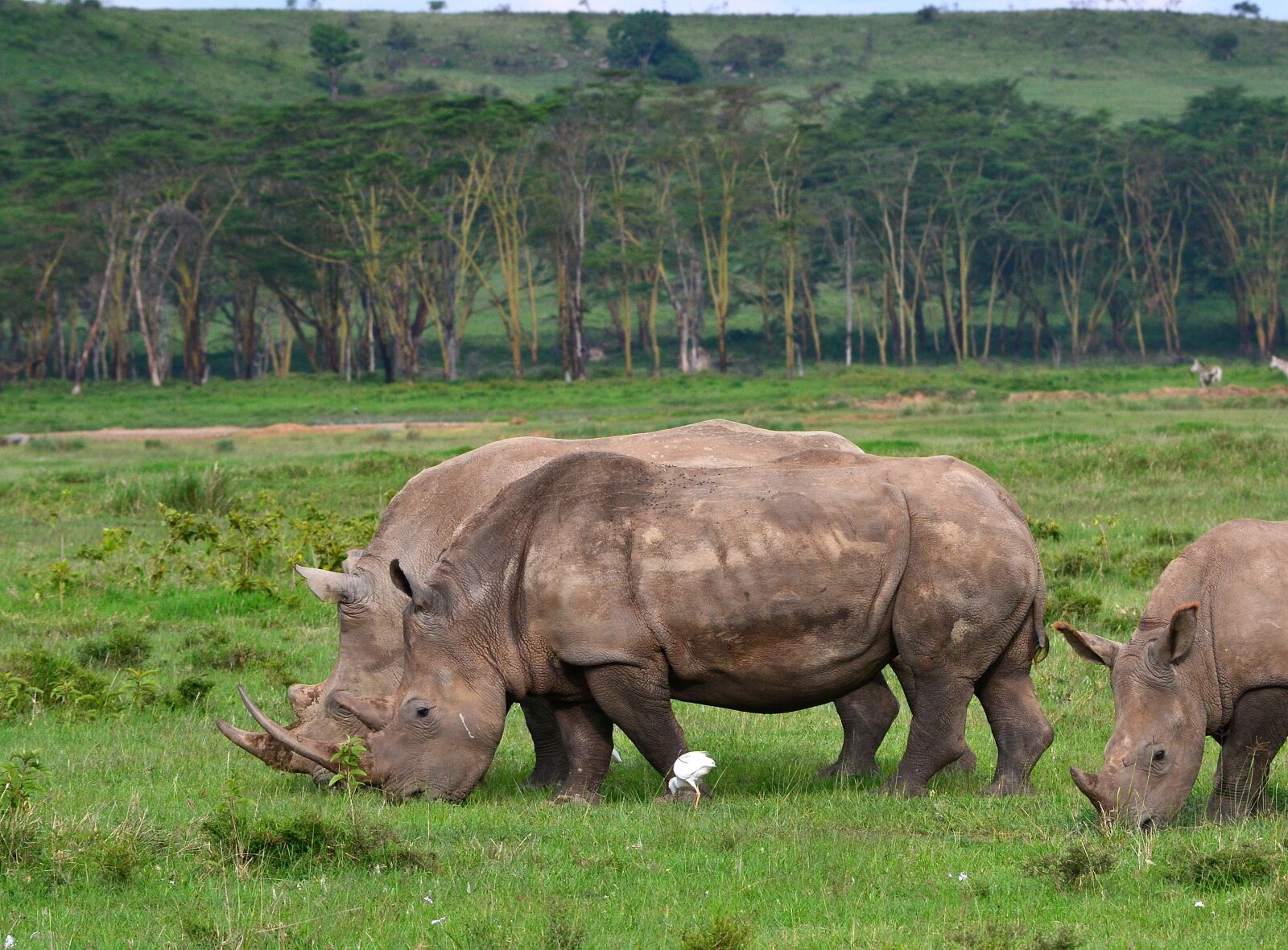 Nikon D3100 sample photo. Rhinoceros, africa, animal photography
