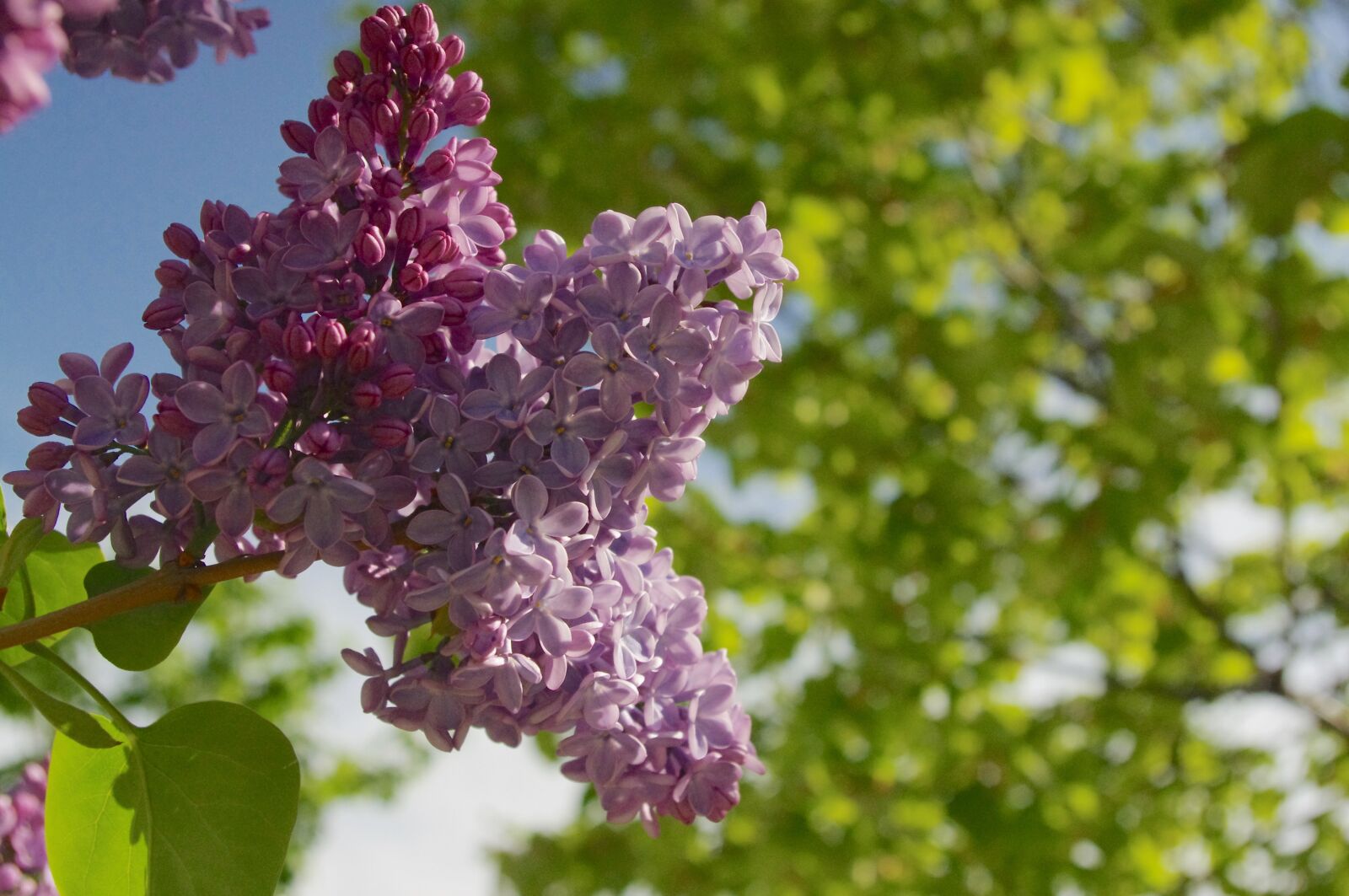 Pentax K-r sample photo. Lilac, flowers, purple photography