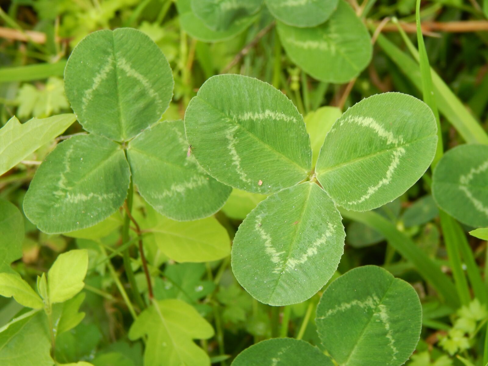 Nikon Coolpix L820 sample photo. Clover, leaves, green photography