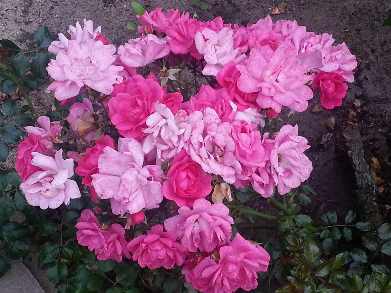 Samsung Galaxy S3 sample photo. Flower, rose, pink photography