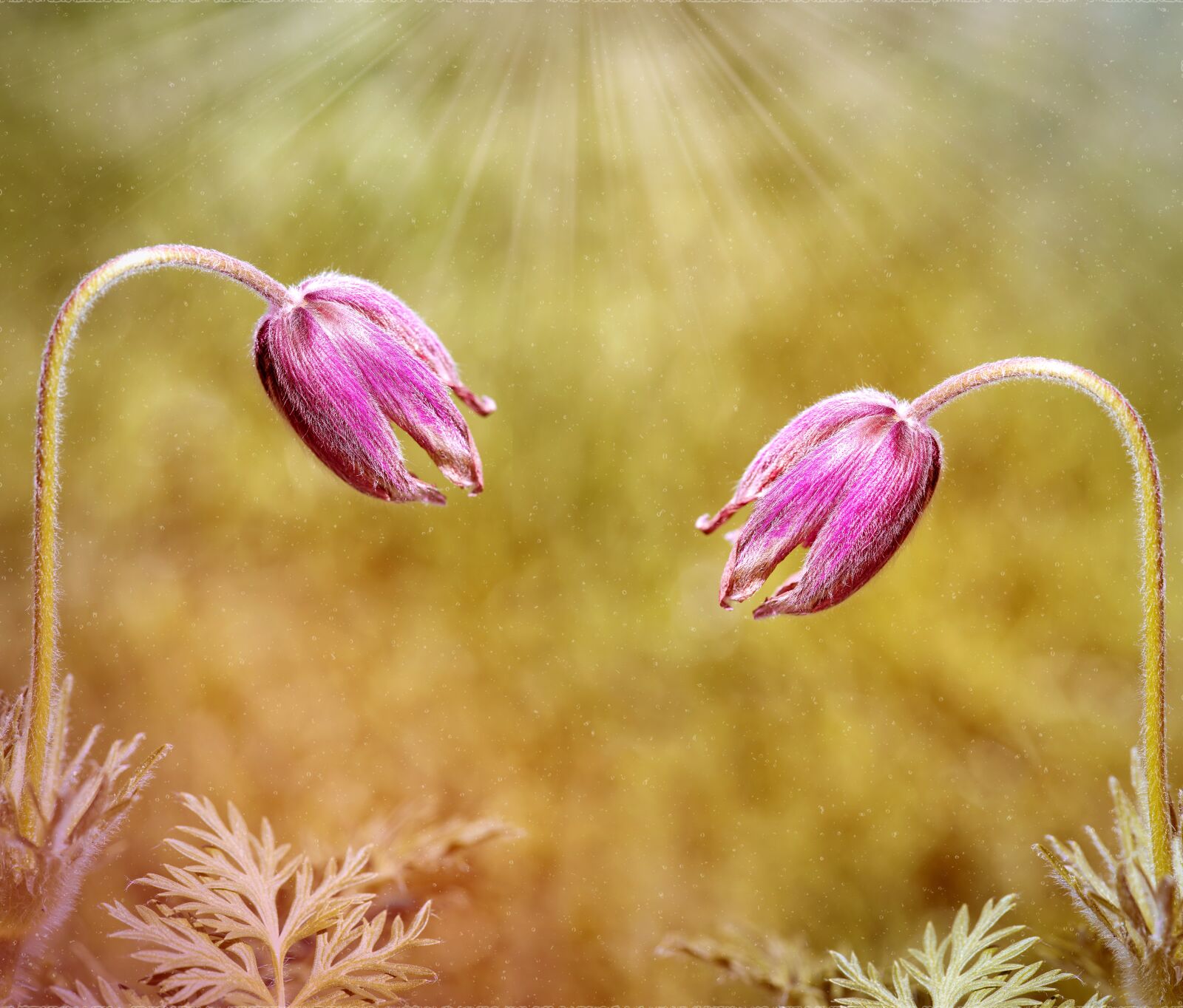 Nikon D750 sample photo. Common pasque flower, pulsatilla photography