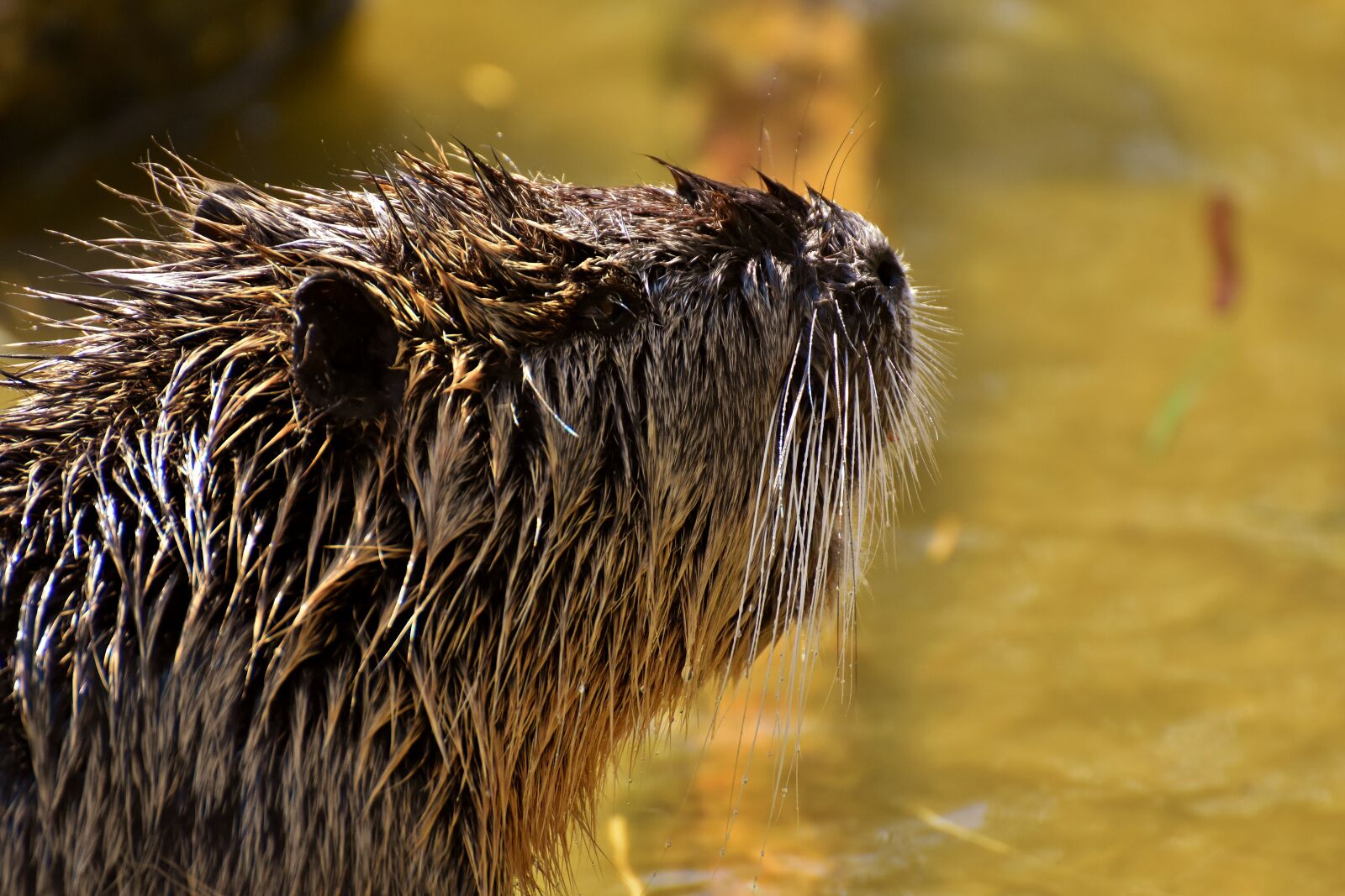 Nikon D7200 sample photo. Nutria, water rat, water photography