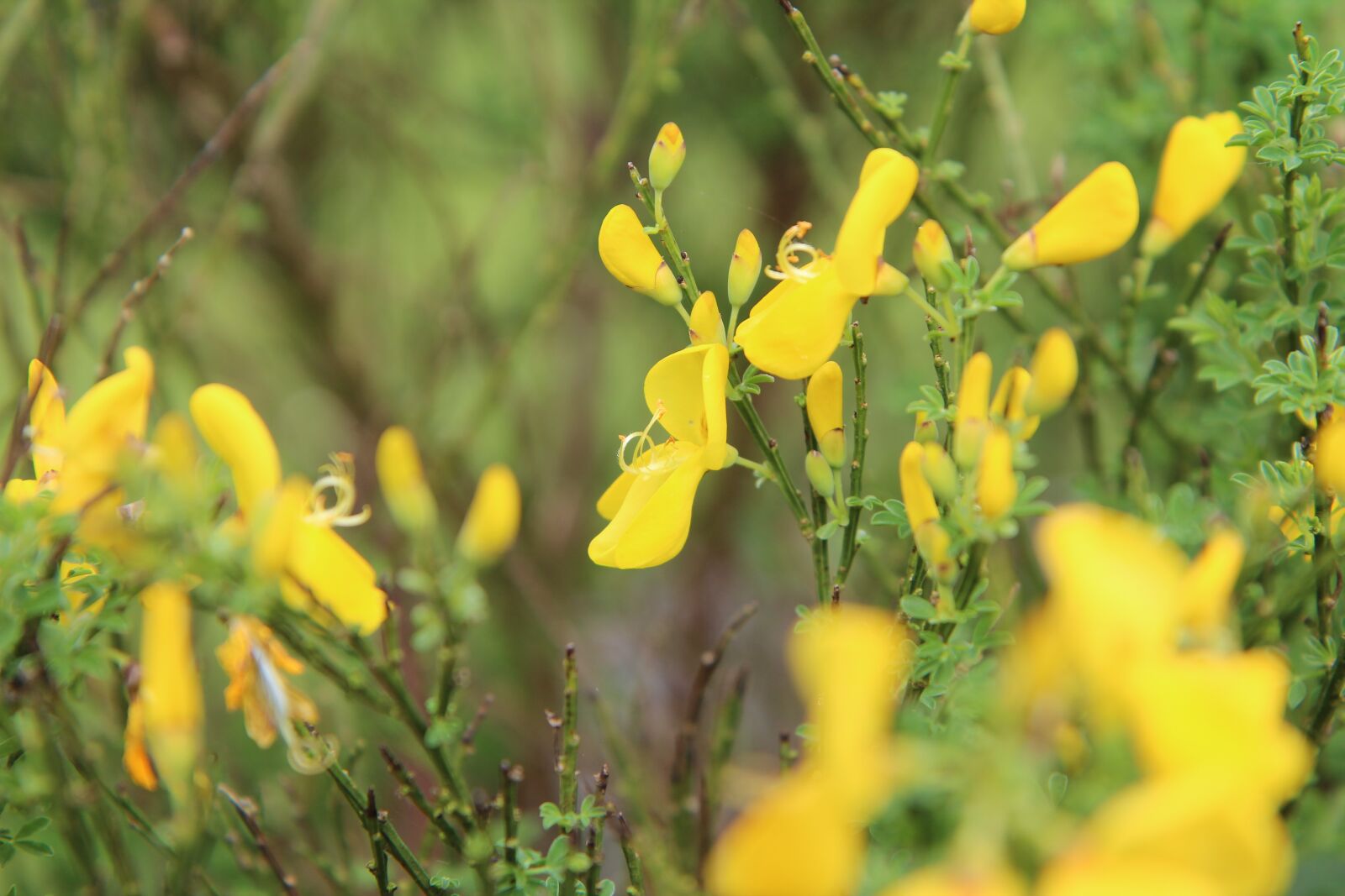 Canon EOS 600D (Rebel EOS T3i / EOS Kiss X5) sample photo. Broom, broom yellow, yellow photography