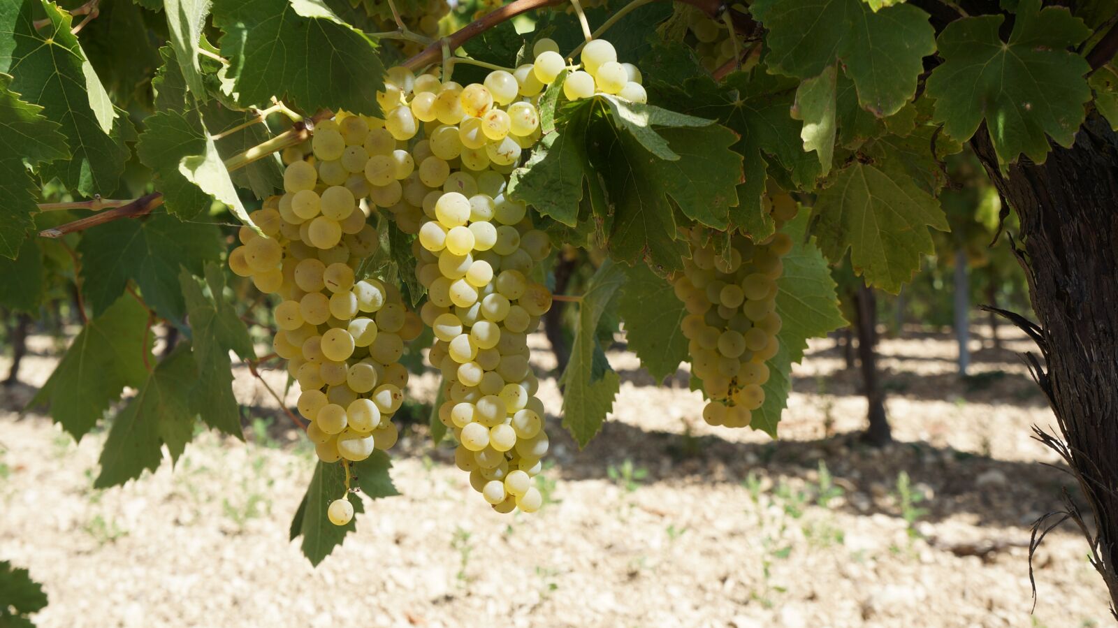 Sony Alpha NEX-5N sample photo. Fruit, grape, vine photography